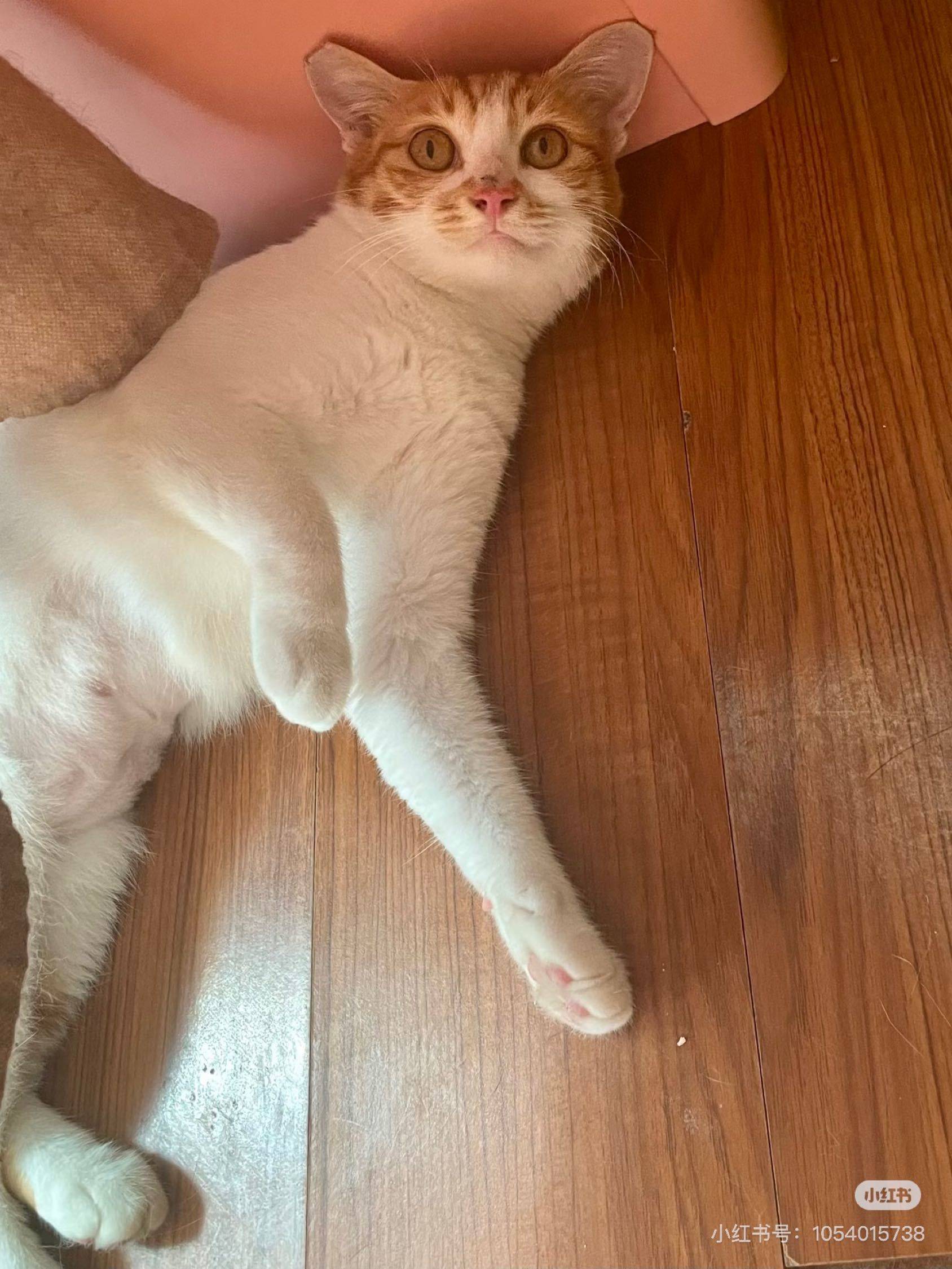 上海浦东猫咪领养 无偿领养