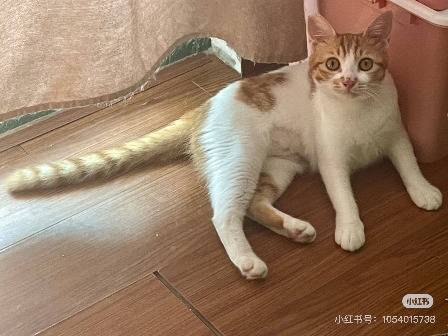 上海浦东猫咪领养 无偿领养_1