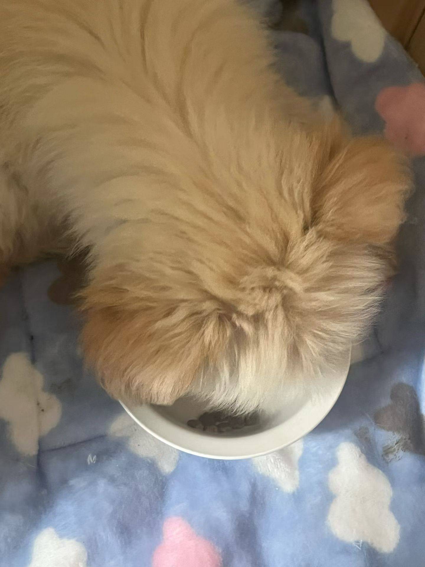 两个月左右的宝宝求领养_1