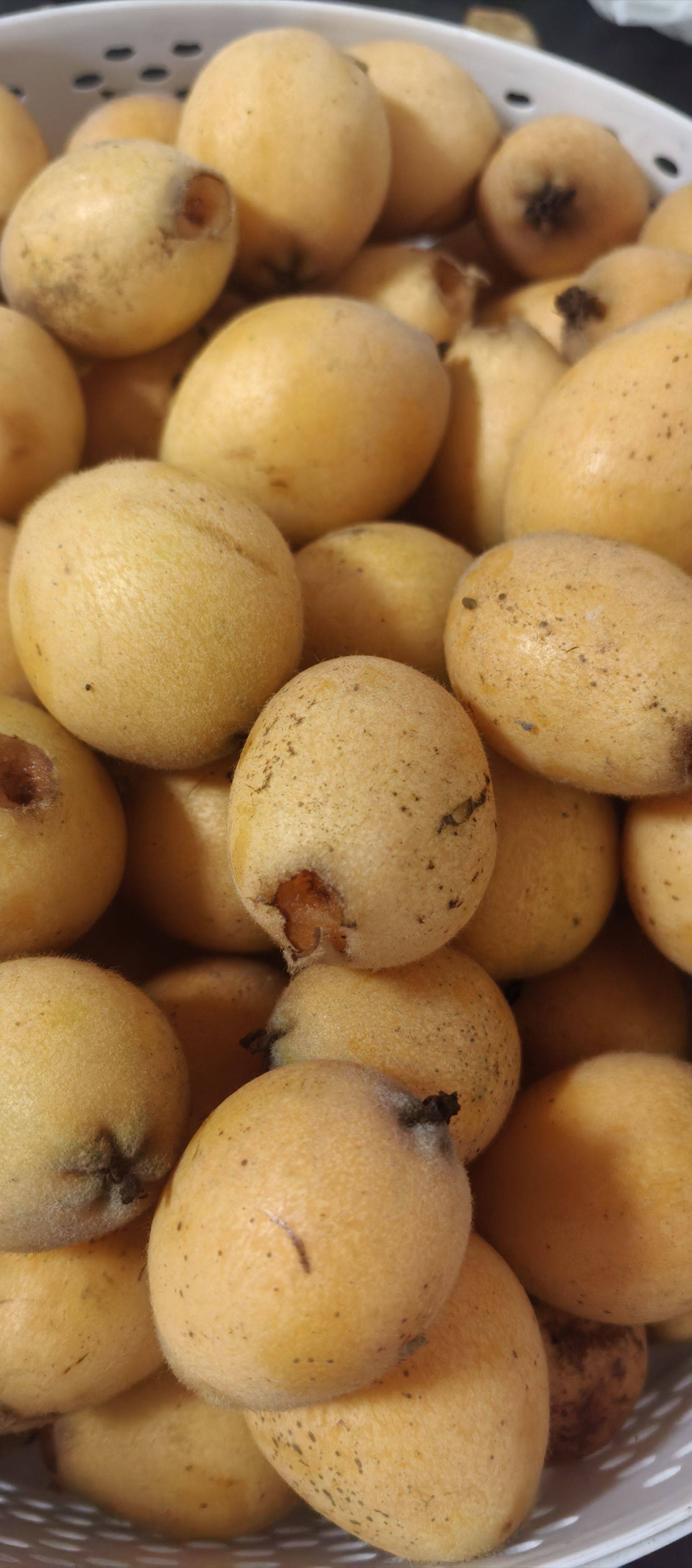  新鲜采摘 房间岀来就可摘枇杷，烤烧烤