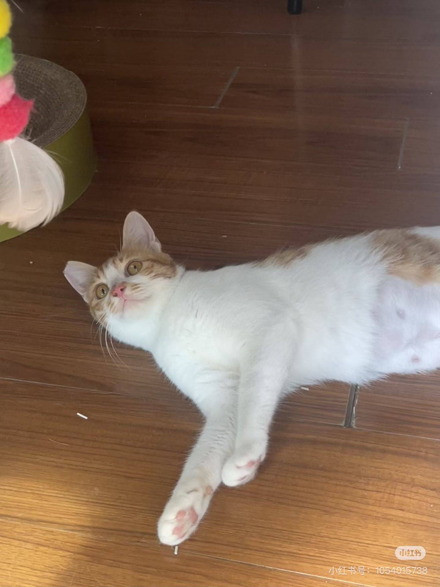 上海浦东猫咪领养 无偿领养_3