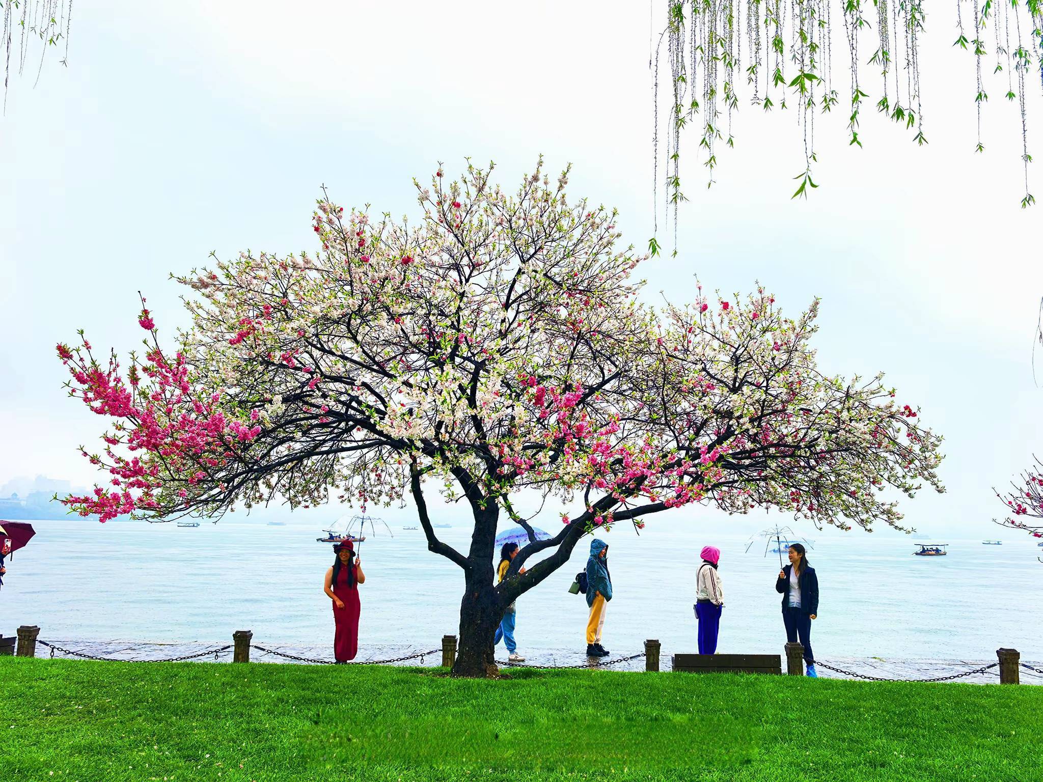 春风又绿江南岸