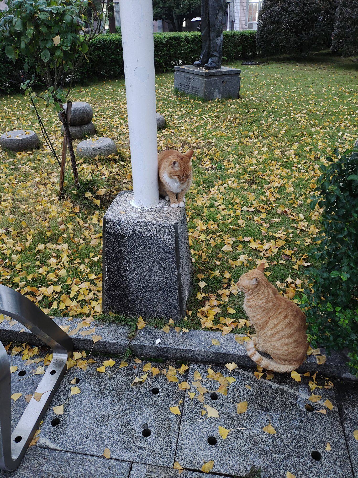 在学校里每天都能遇到小猫_2
