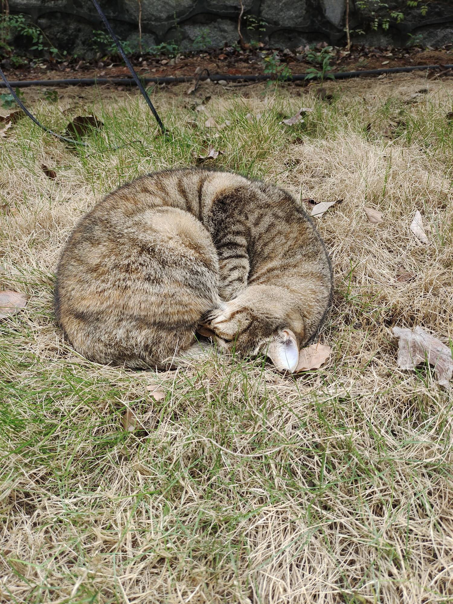 在学校里每天都能遇到小猫_1