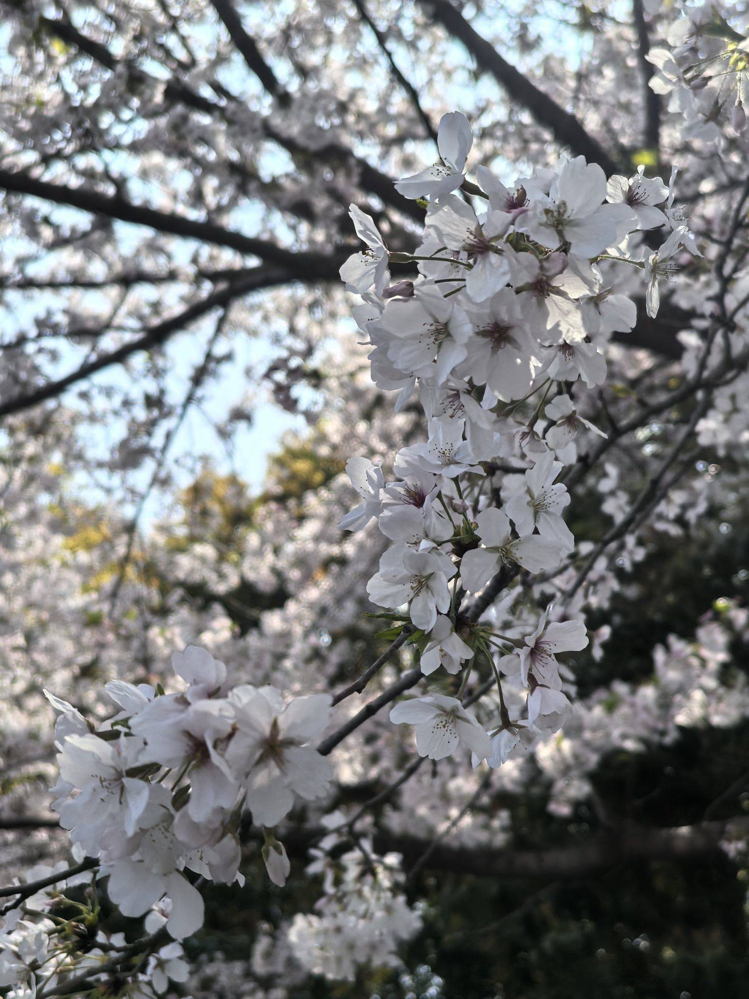 天鹅湖露营烧烤_3