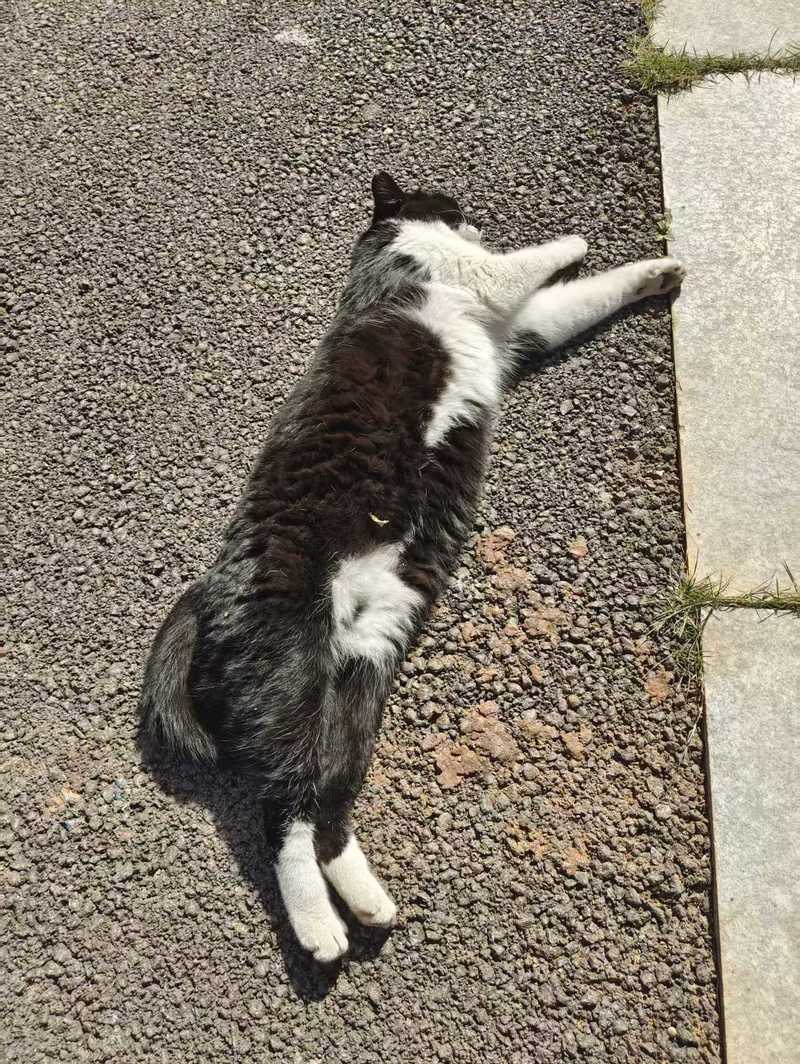 在学校里每天都能遇到小猫