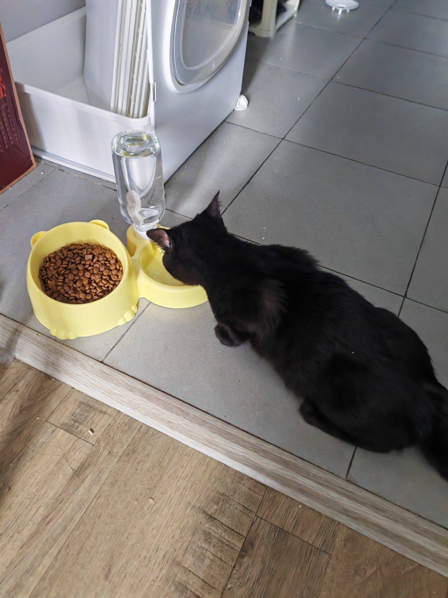  干饭时间 干饭时间到，专注于干饭的它