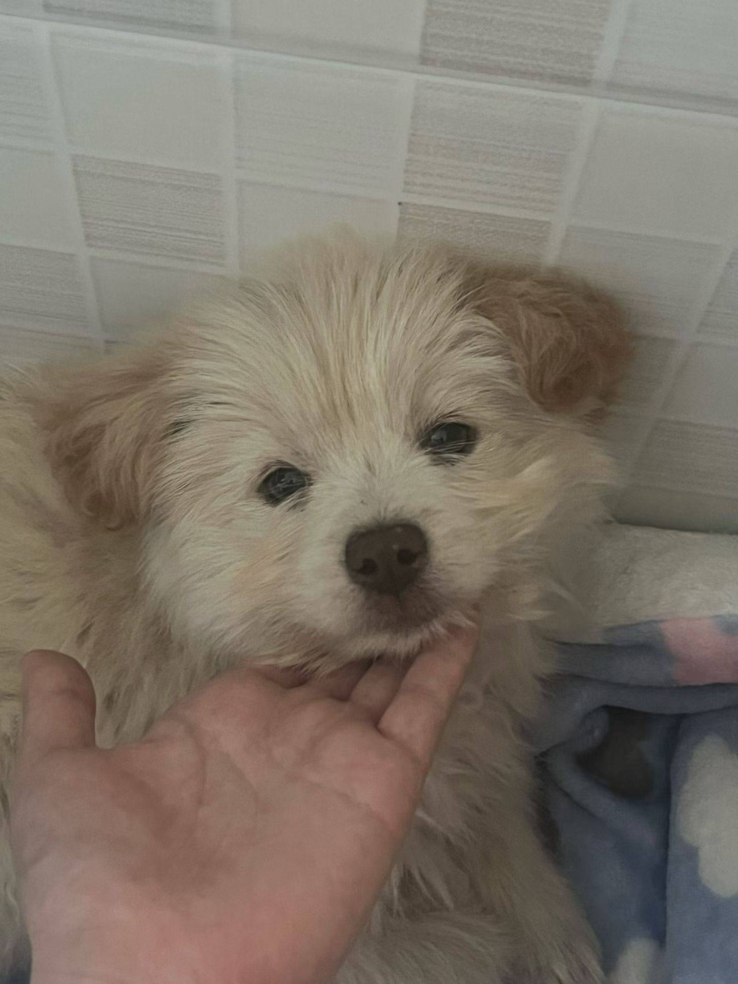 两个月左右的宝宝求领养