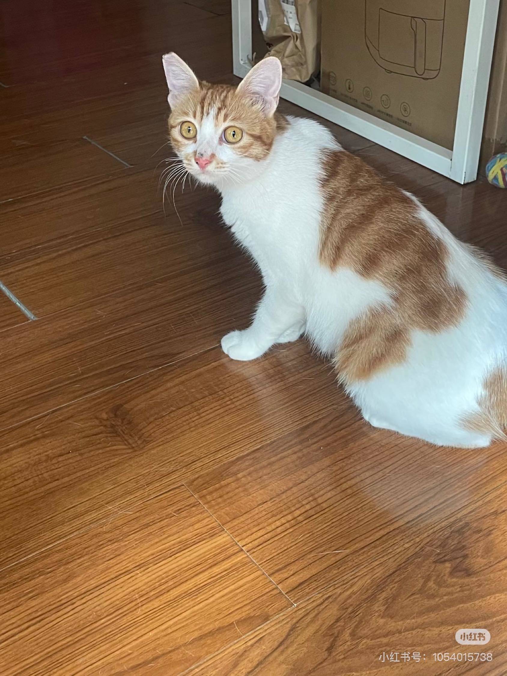 上海浦东猫咪领养 无偿领养_4