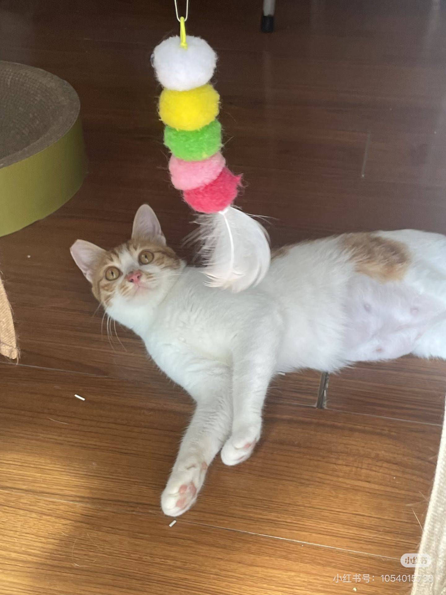 上海浦东猫咪领养 无偿领养_2