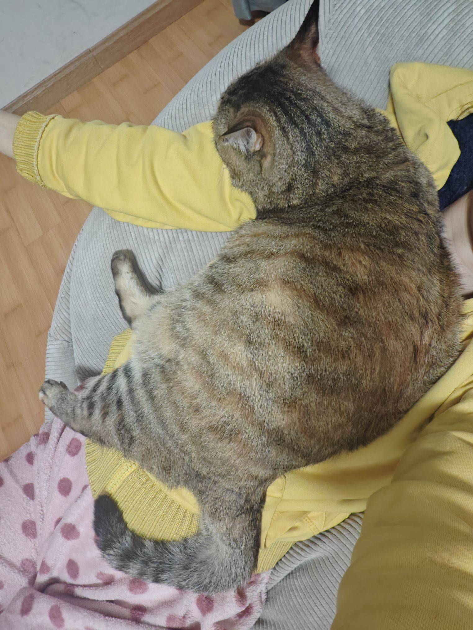 被一辆重卡压死