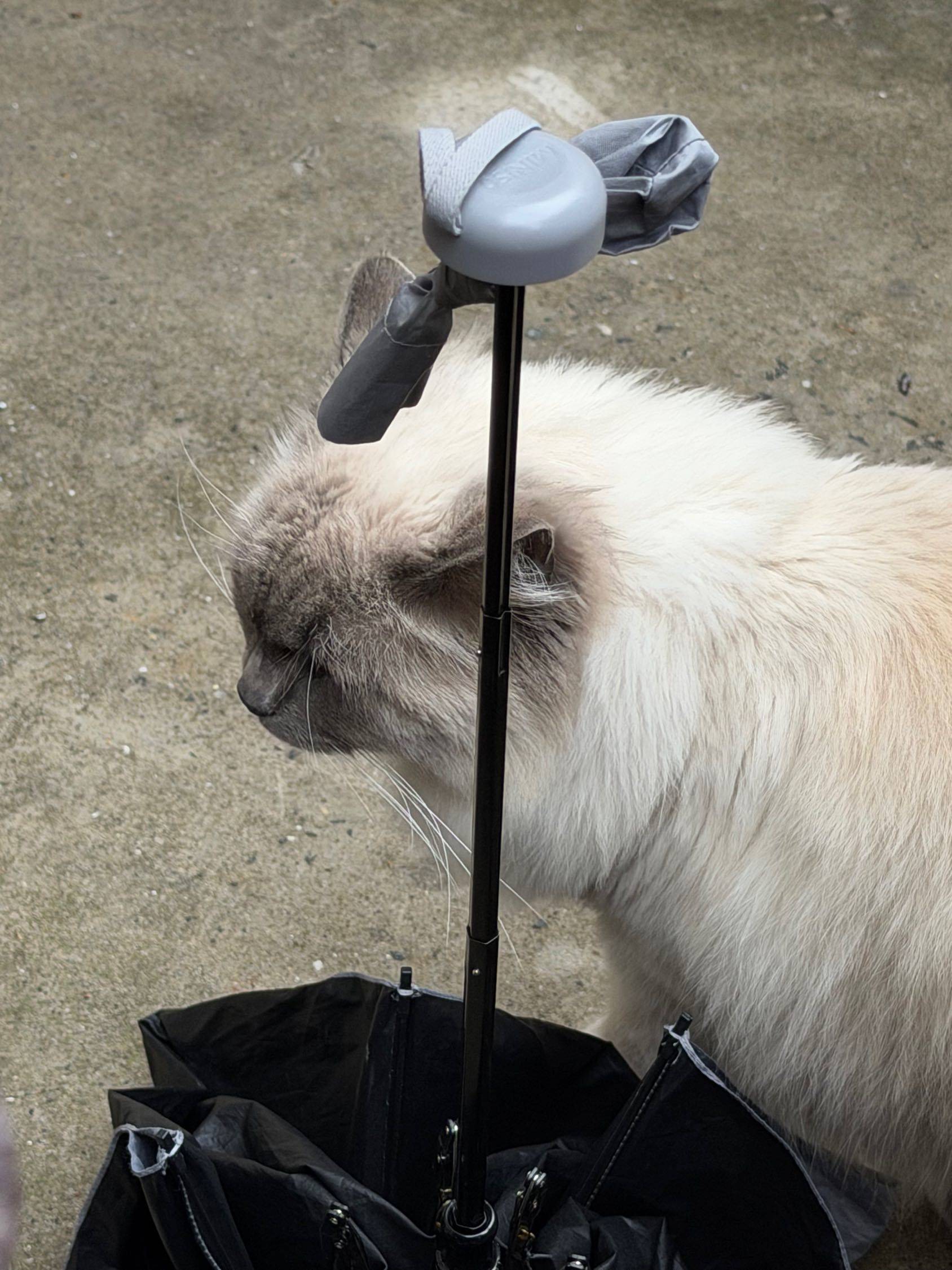 谁家的大肥猫_1