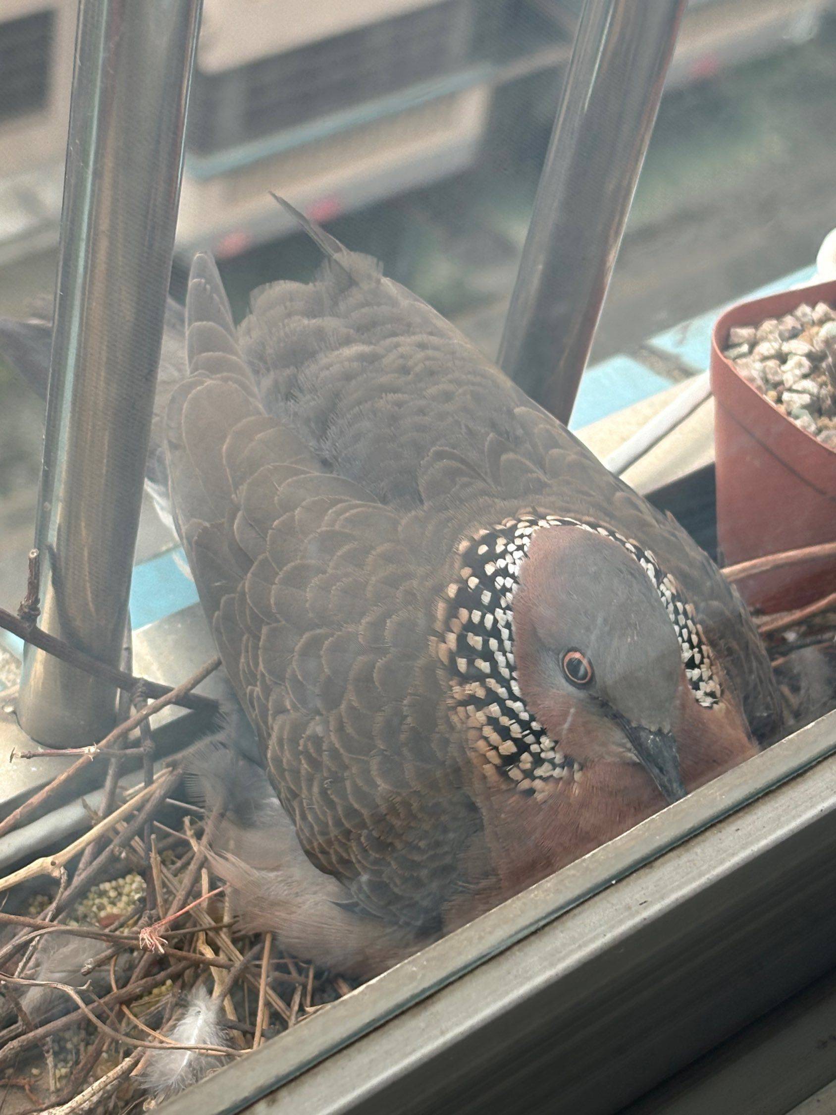 鸟巢  鸟蛋  孵蛋日常  阳台_1