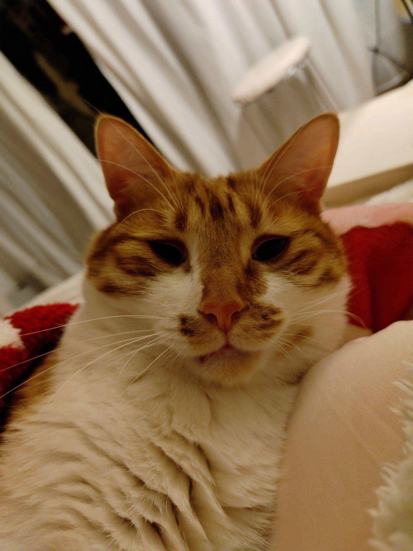 世界上最丑的猫在这_1