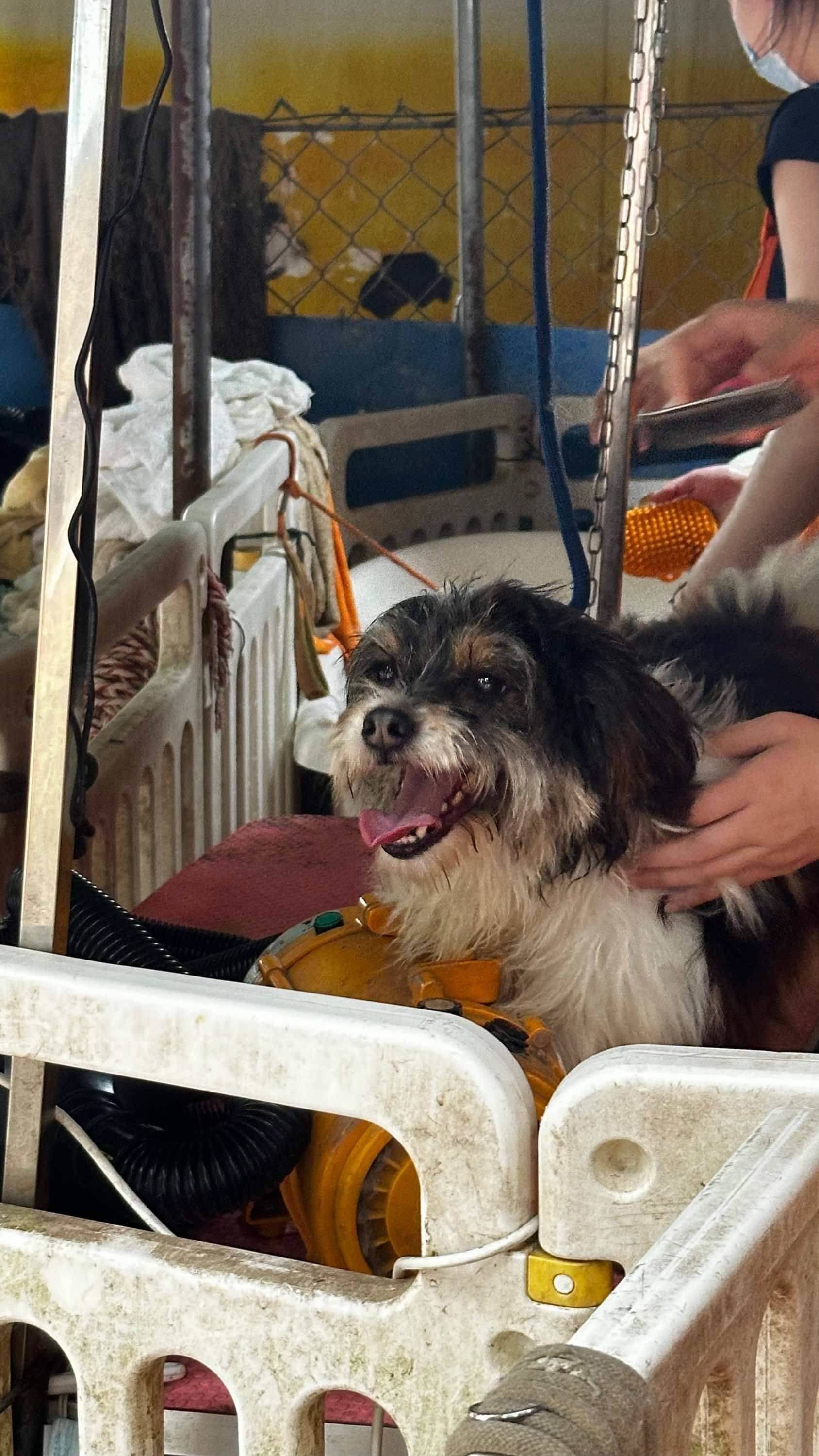 📍广州番禺   周末来做宠物义工哇！_1