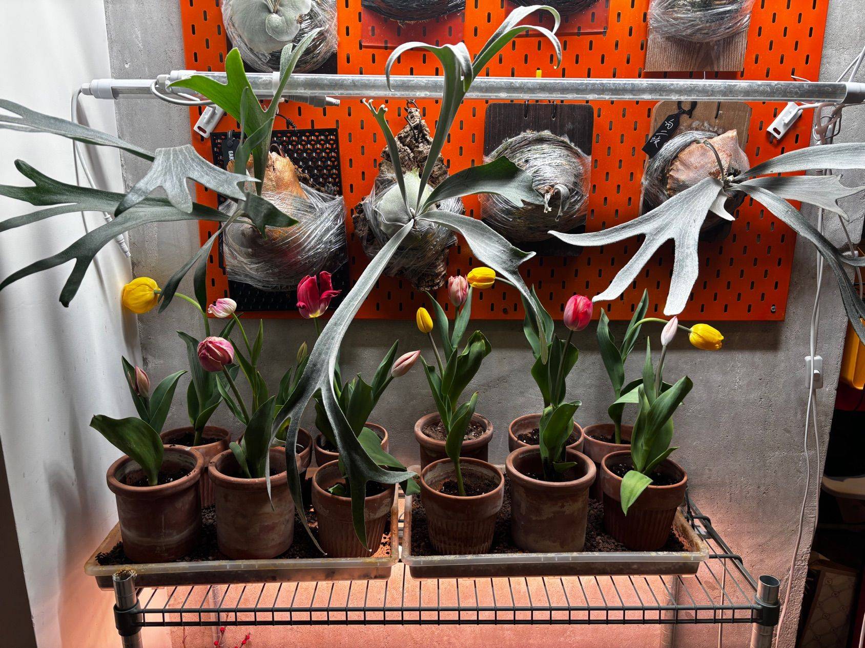 谁懂啊！在上海租房，居然住出了家的感觉_2