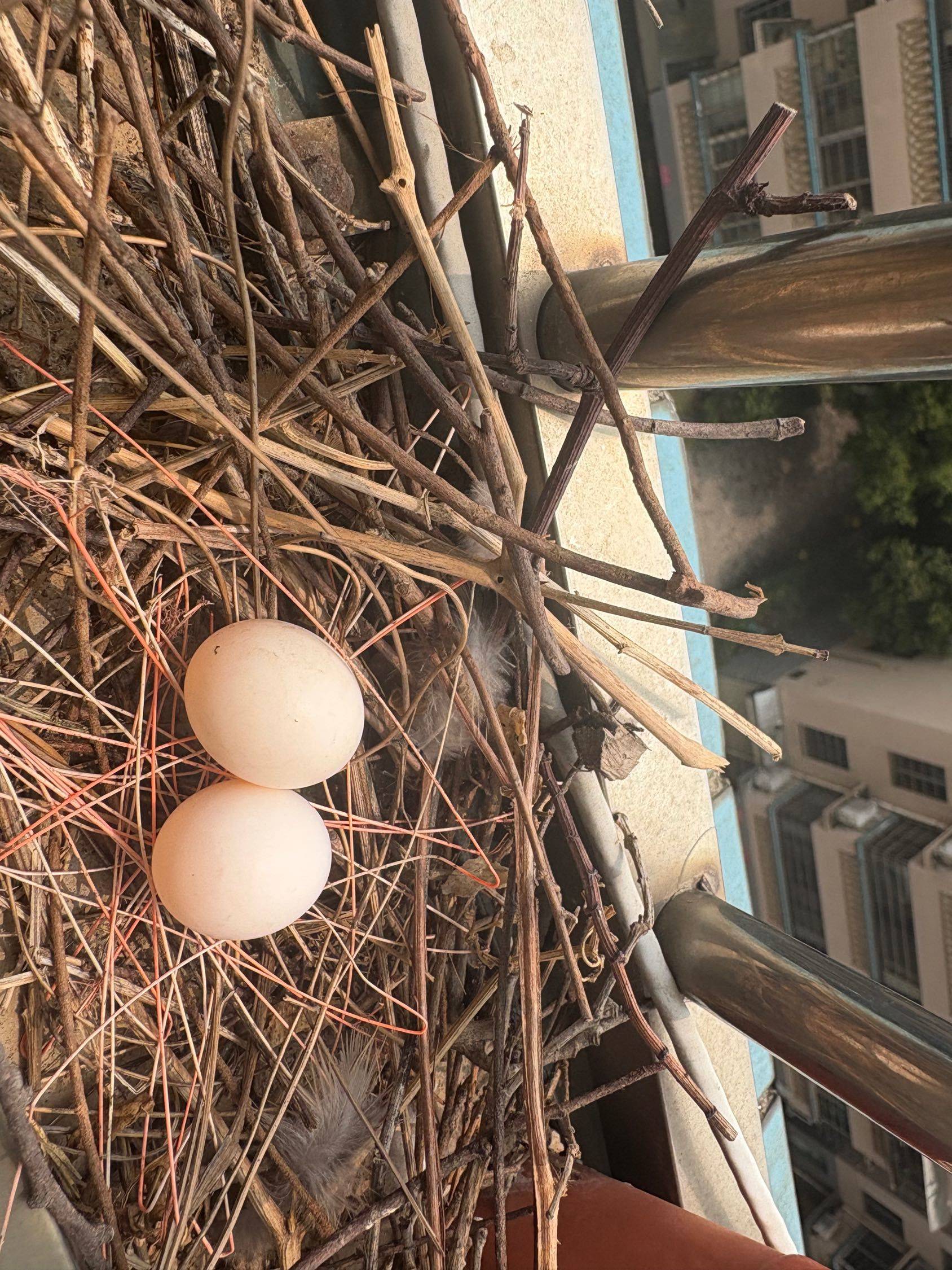 鸟巢  鸟蛋  孵蛋日常  阳台
