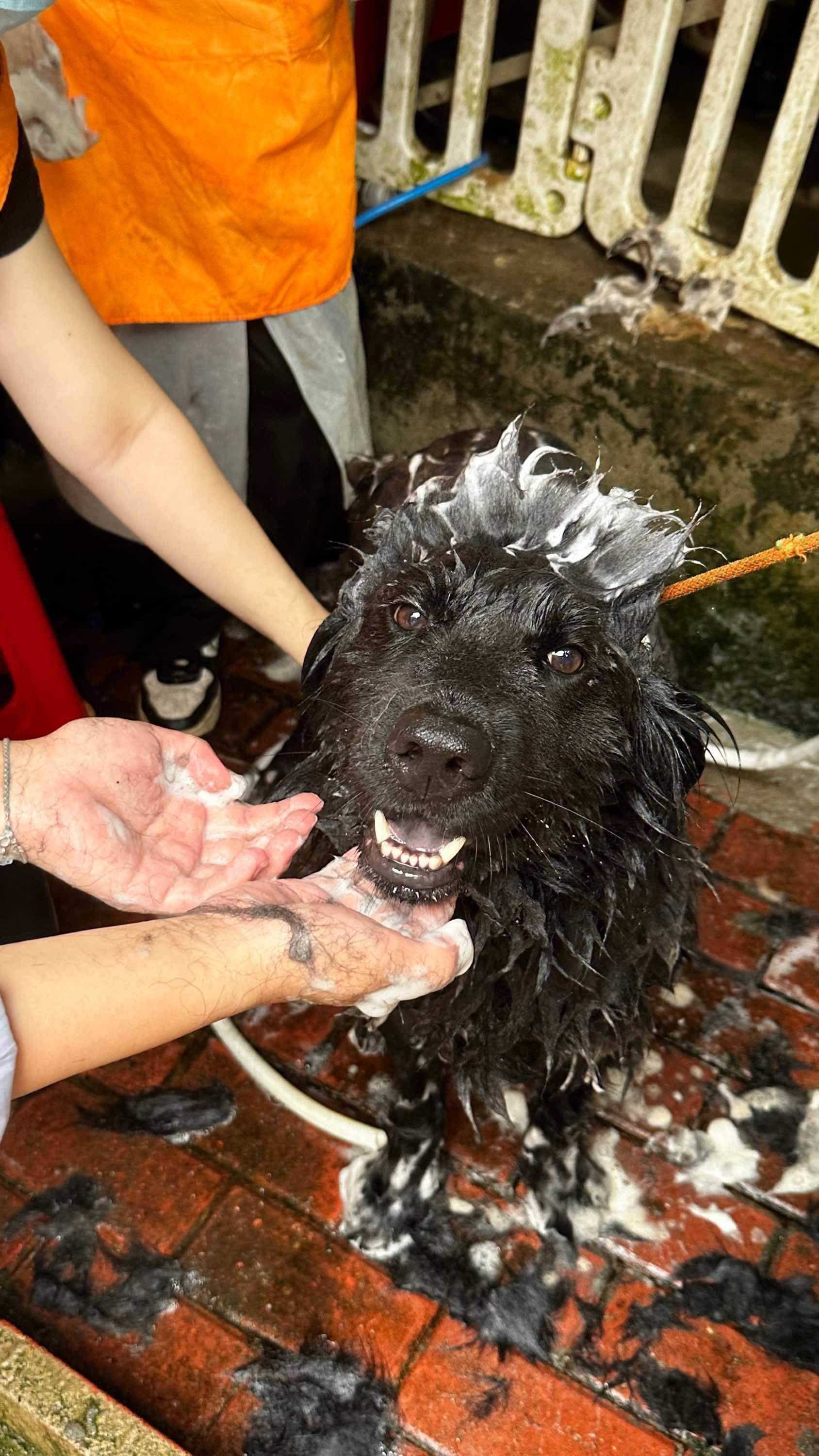 📍广州番禺   周末来做宠物义工哇！