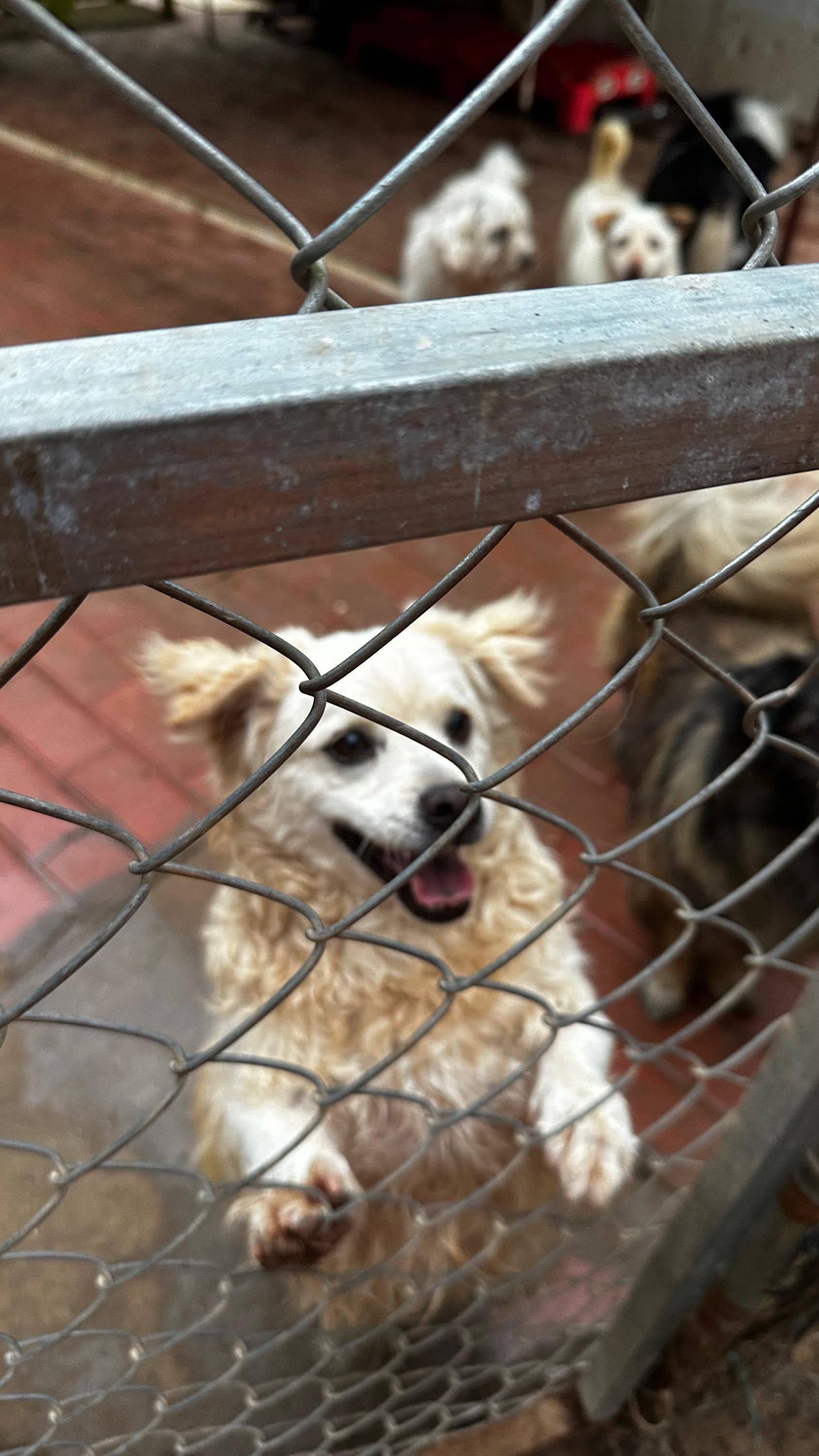 📍广州番禺   周末来做宠物义工哇！_4