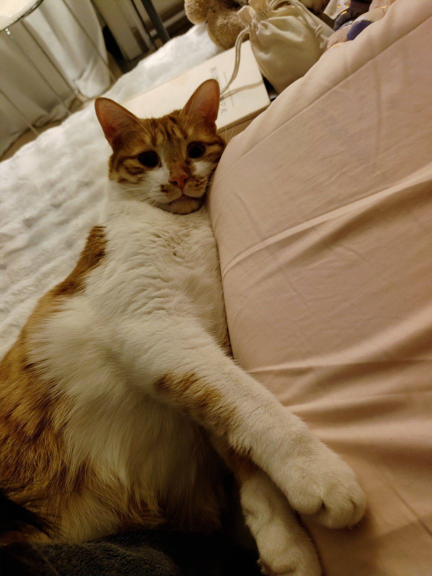 世界上最丑的猫在这