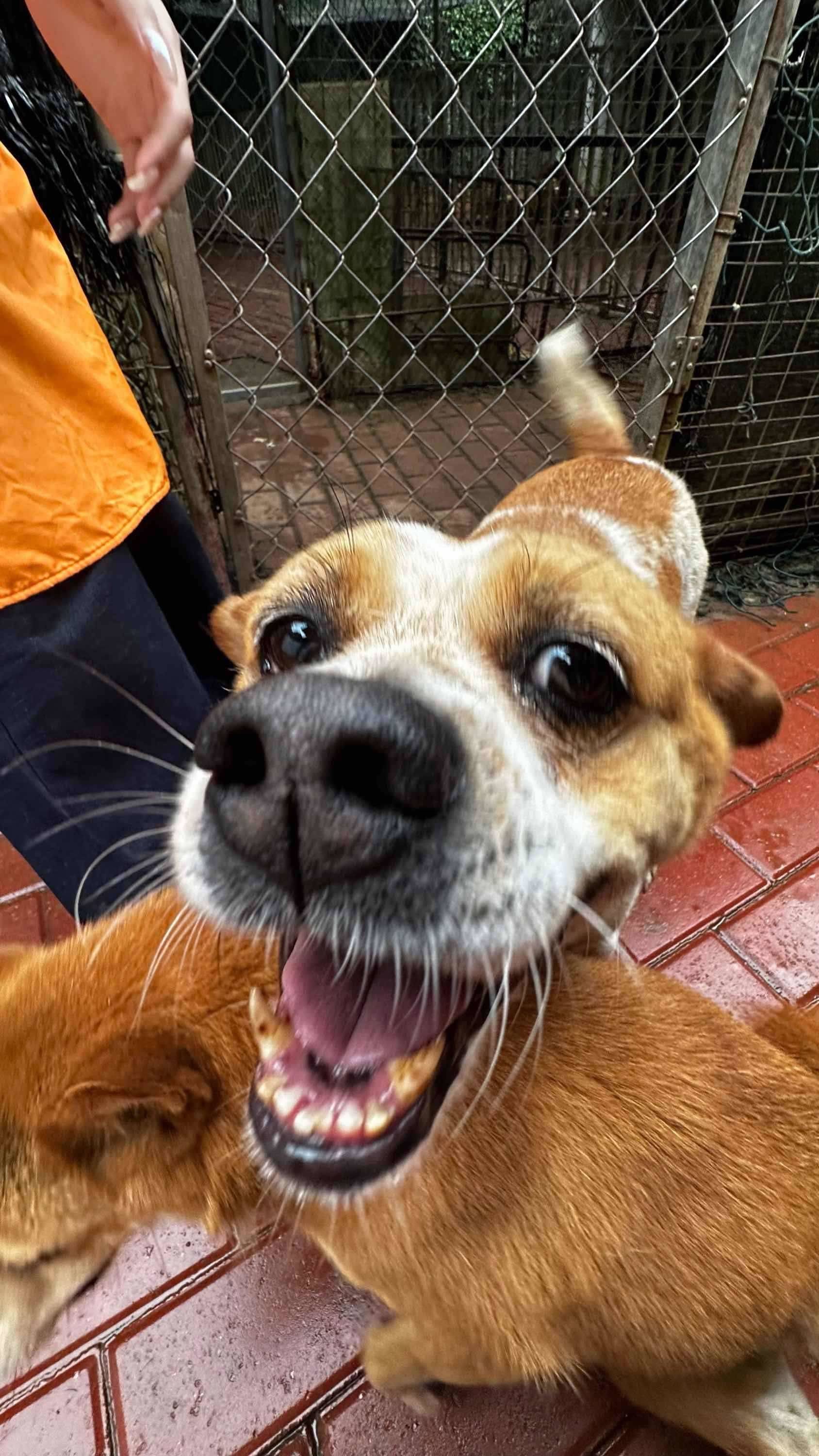 📍广州番禺   周末来做宠物义工哇！_2