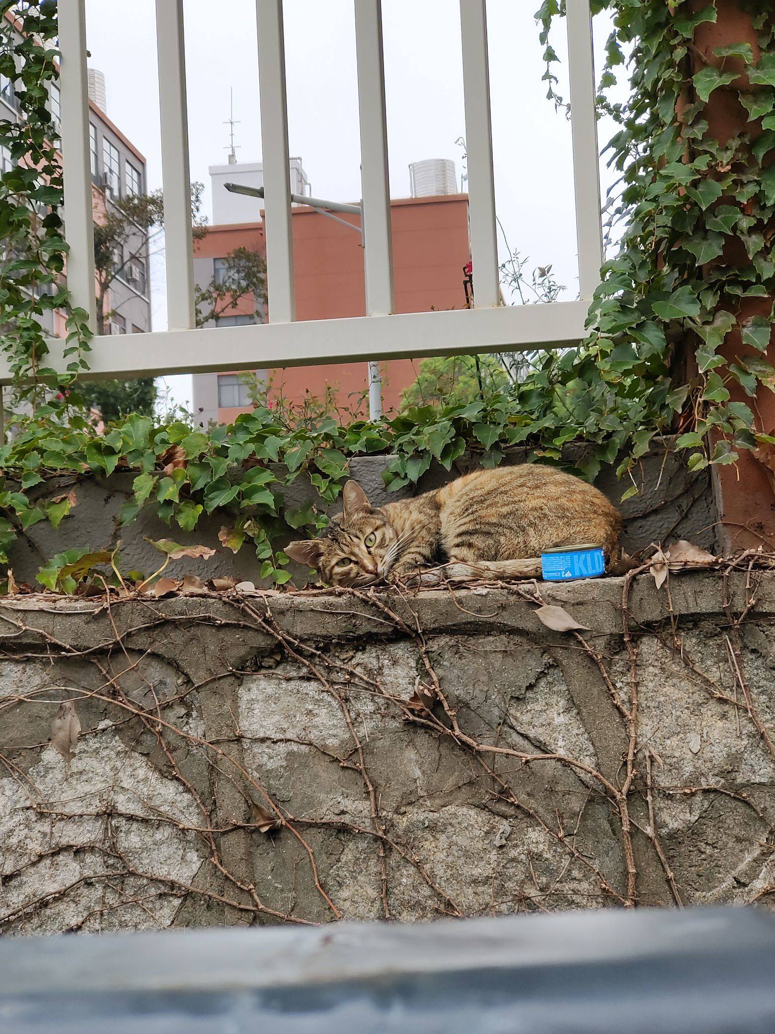 小猫也不喜欢阴天_1