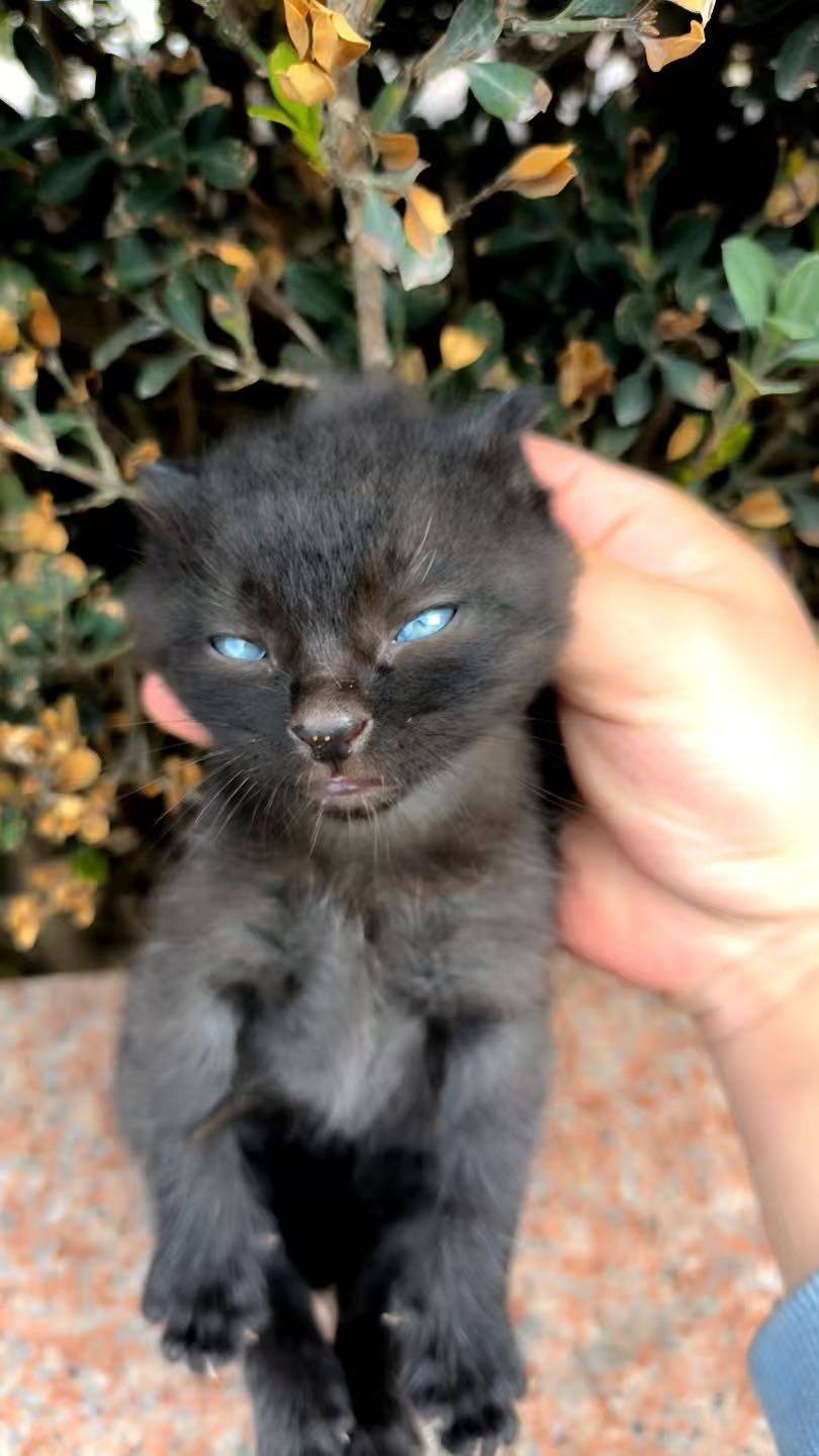 蓝眼睛小黑猫无偿领养