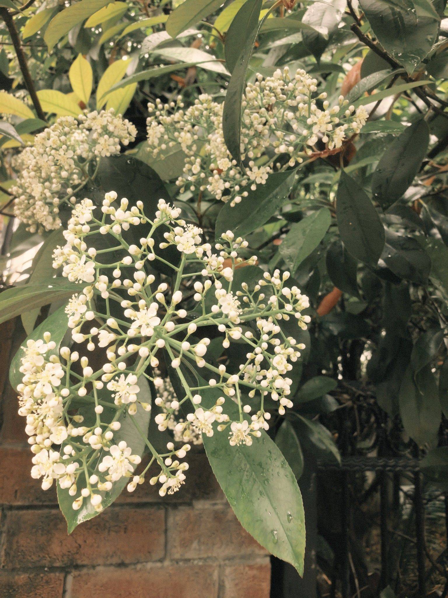 上海的雨，藏着最温柔的规律🌧️_4