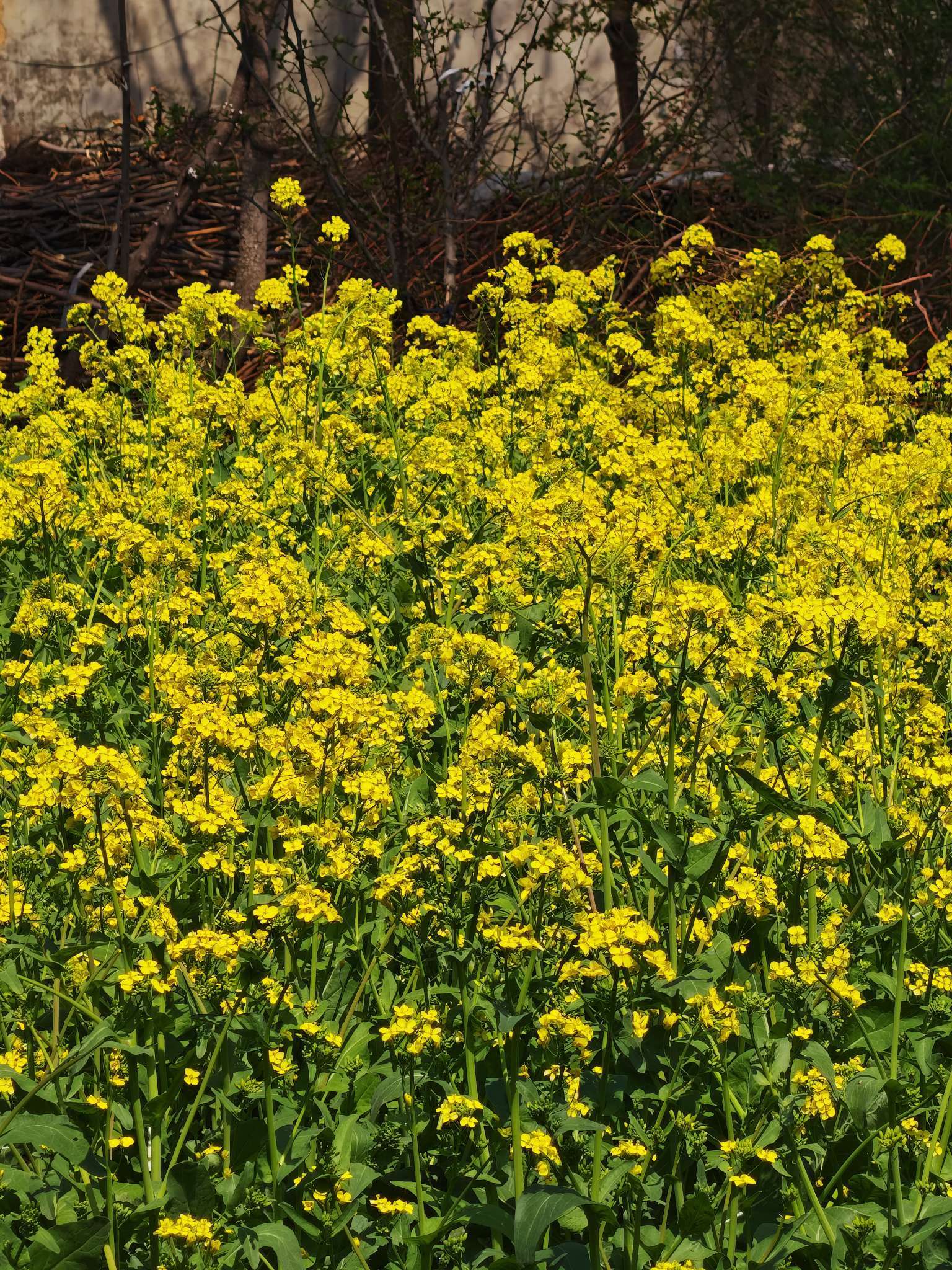 山东淄博随处可见的油菜花 城市风光  