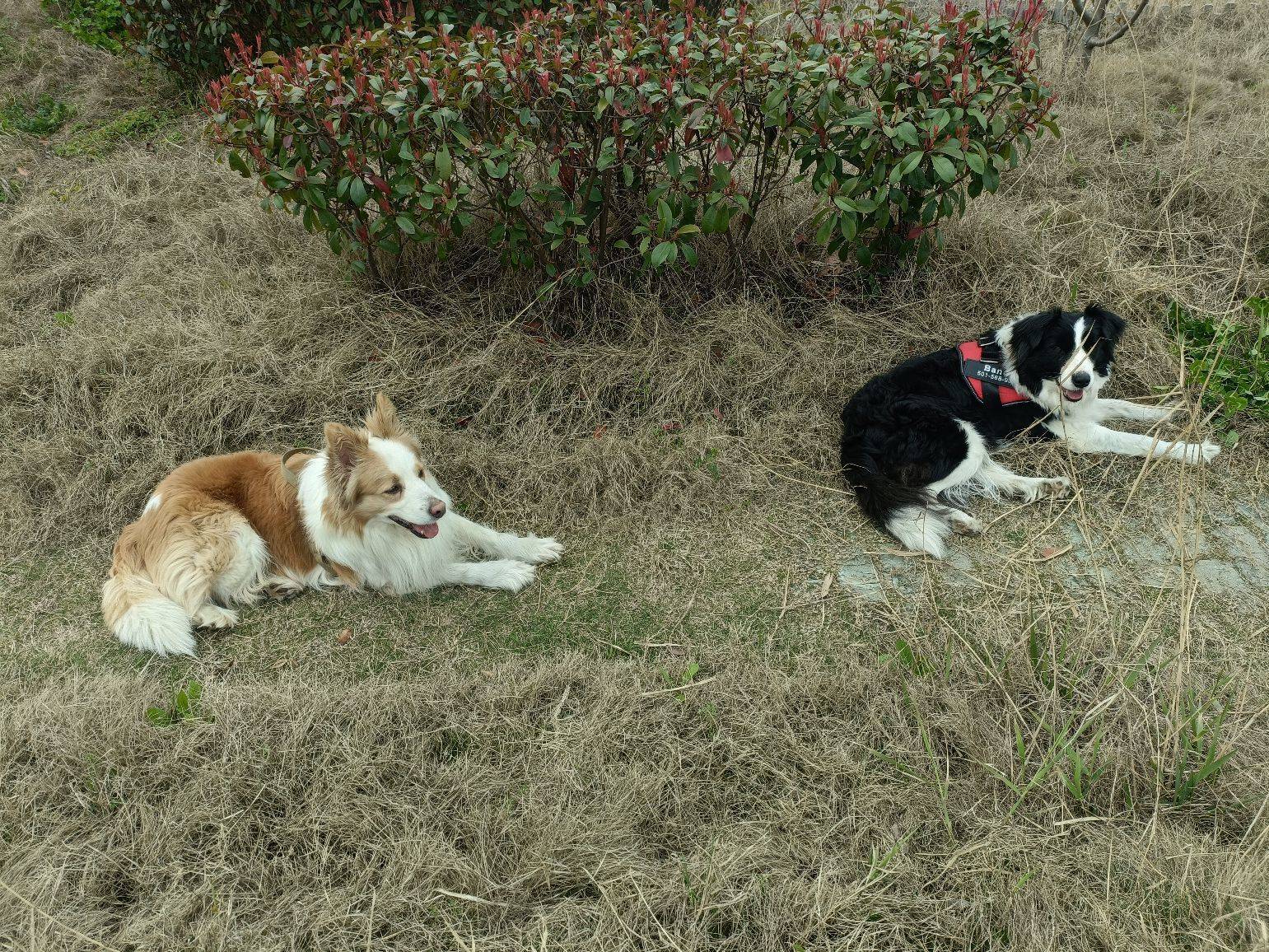 在上海站附近5公里，求合租室友，有狗狗六