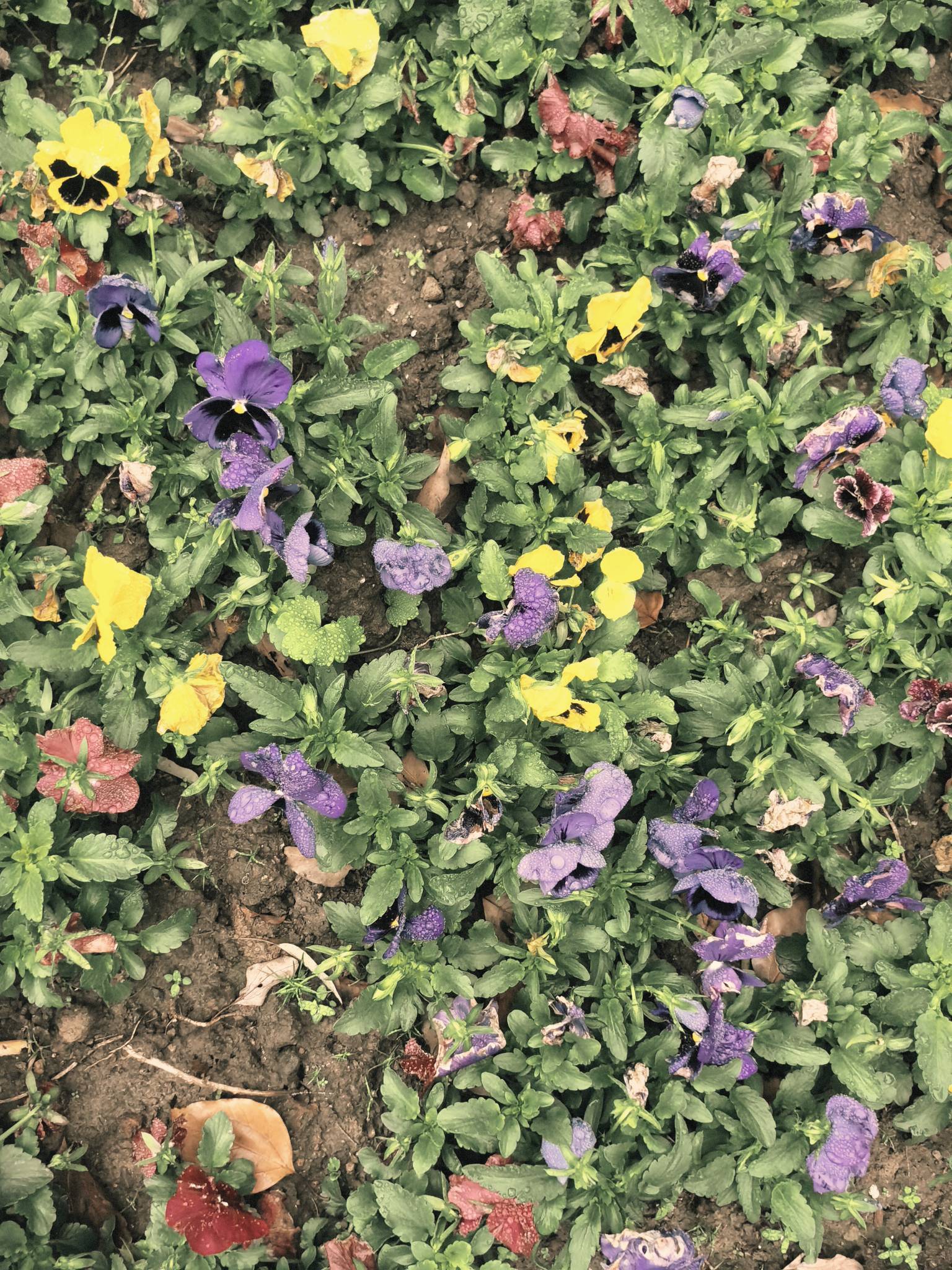 上海的雨，藏着最温柔的规律🌧️_2