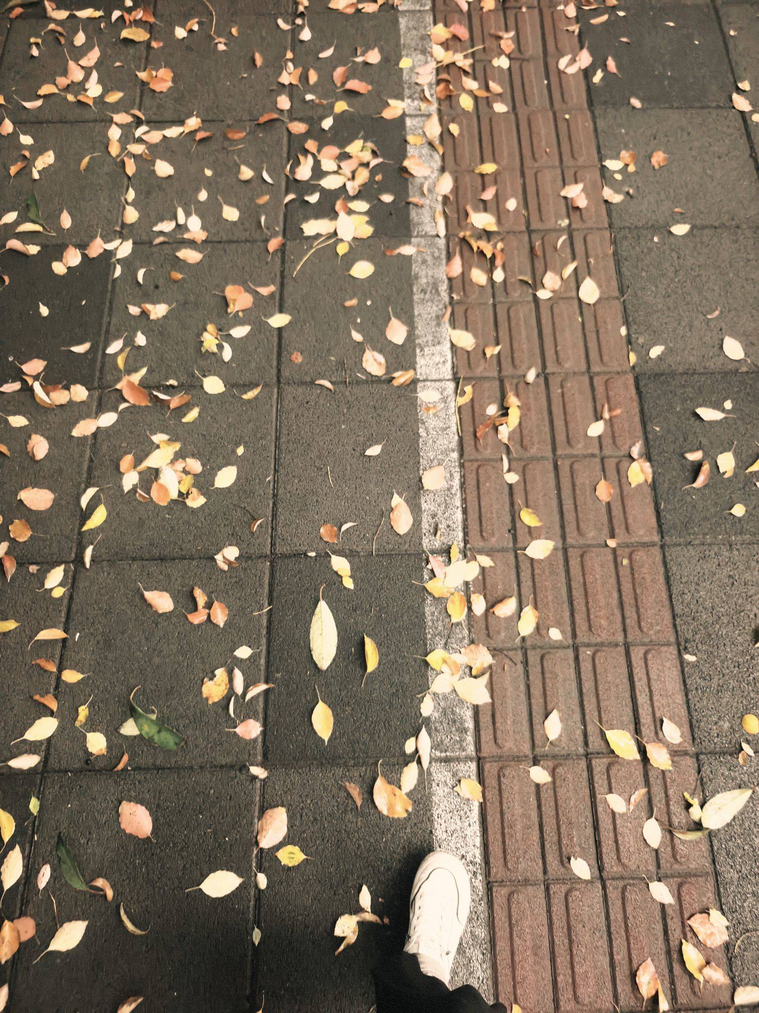 上海的雨，藏着最温柔的规律🌧️_3