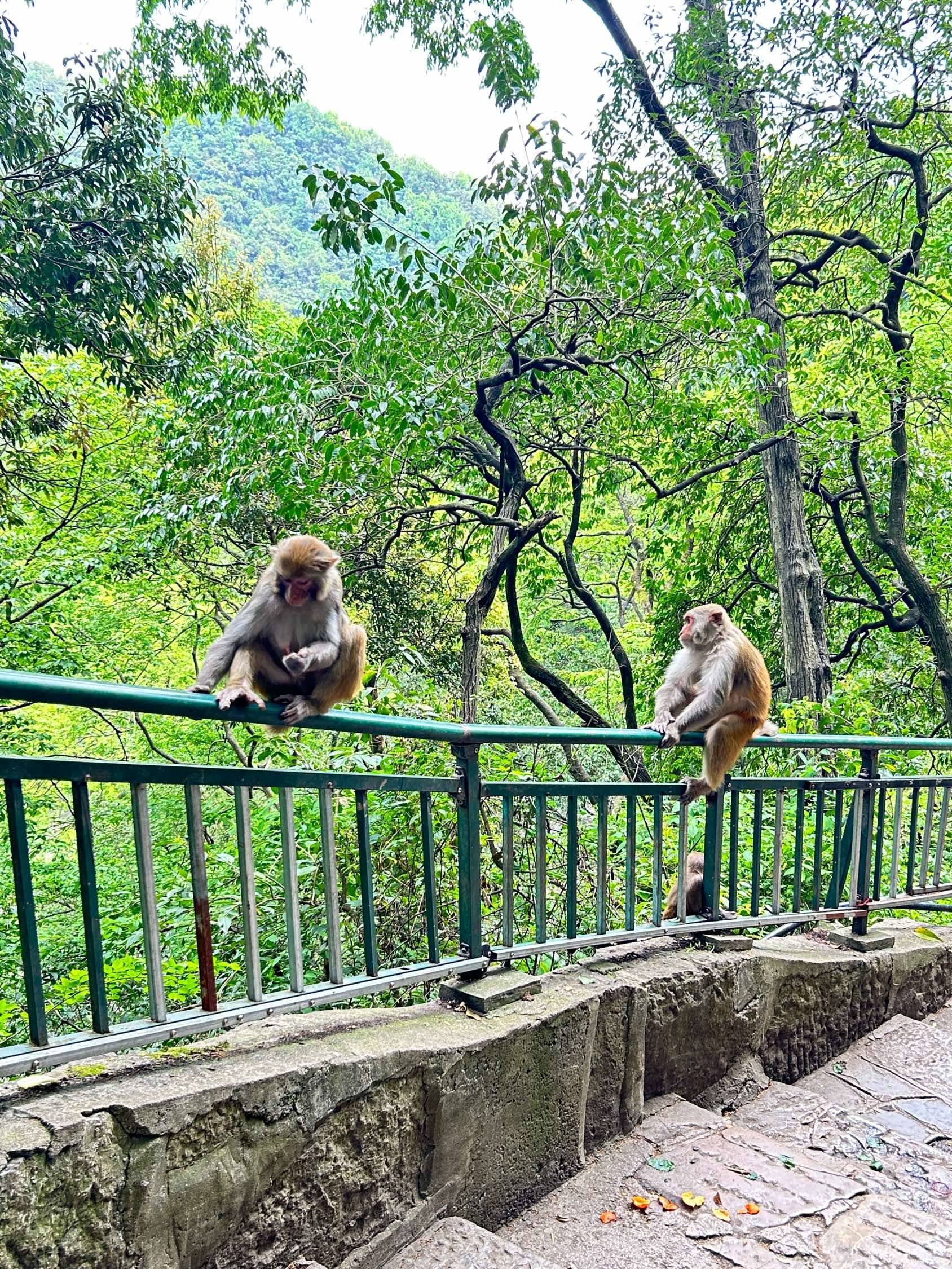 和猴子亲密接触