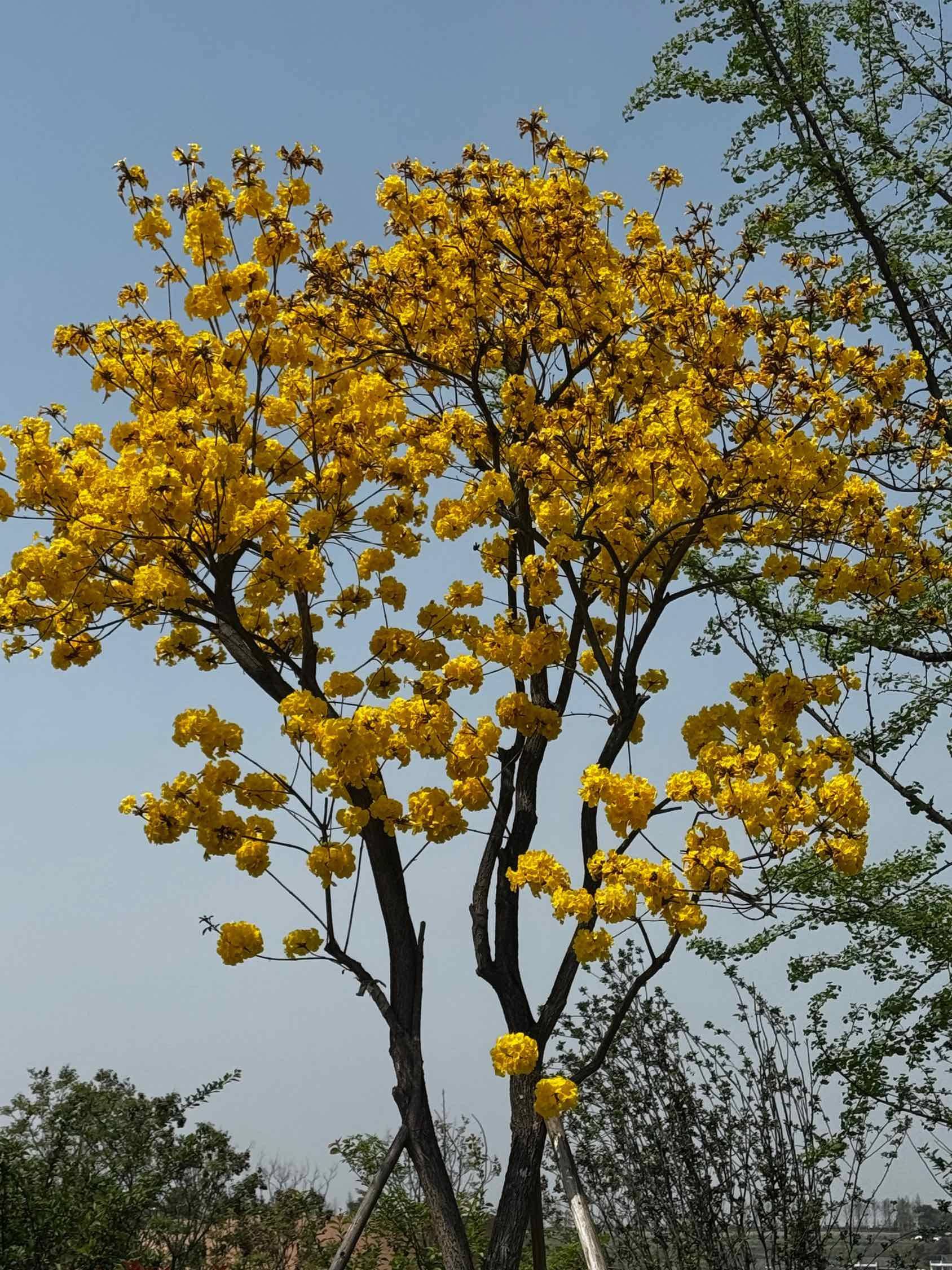 是属于黄花风铃木的季节