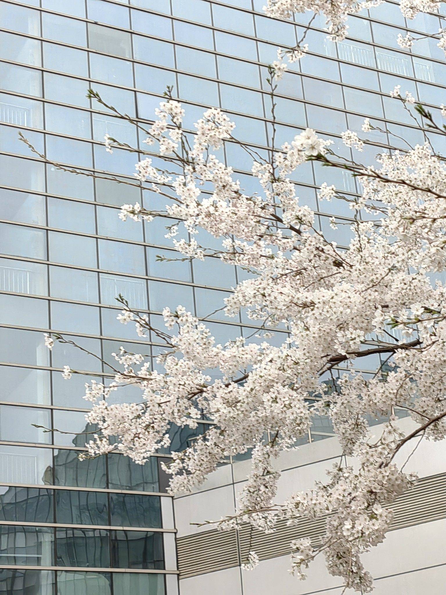 国贸附近蹲室友（女生）