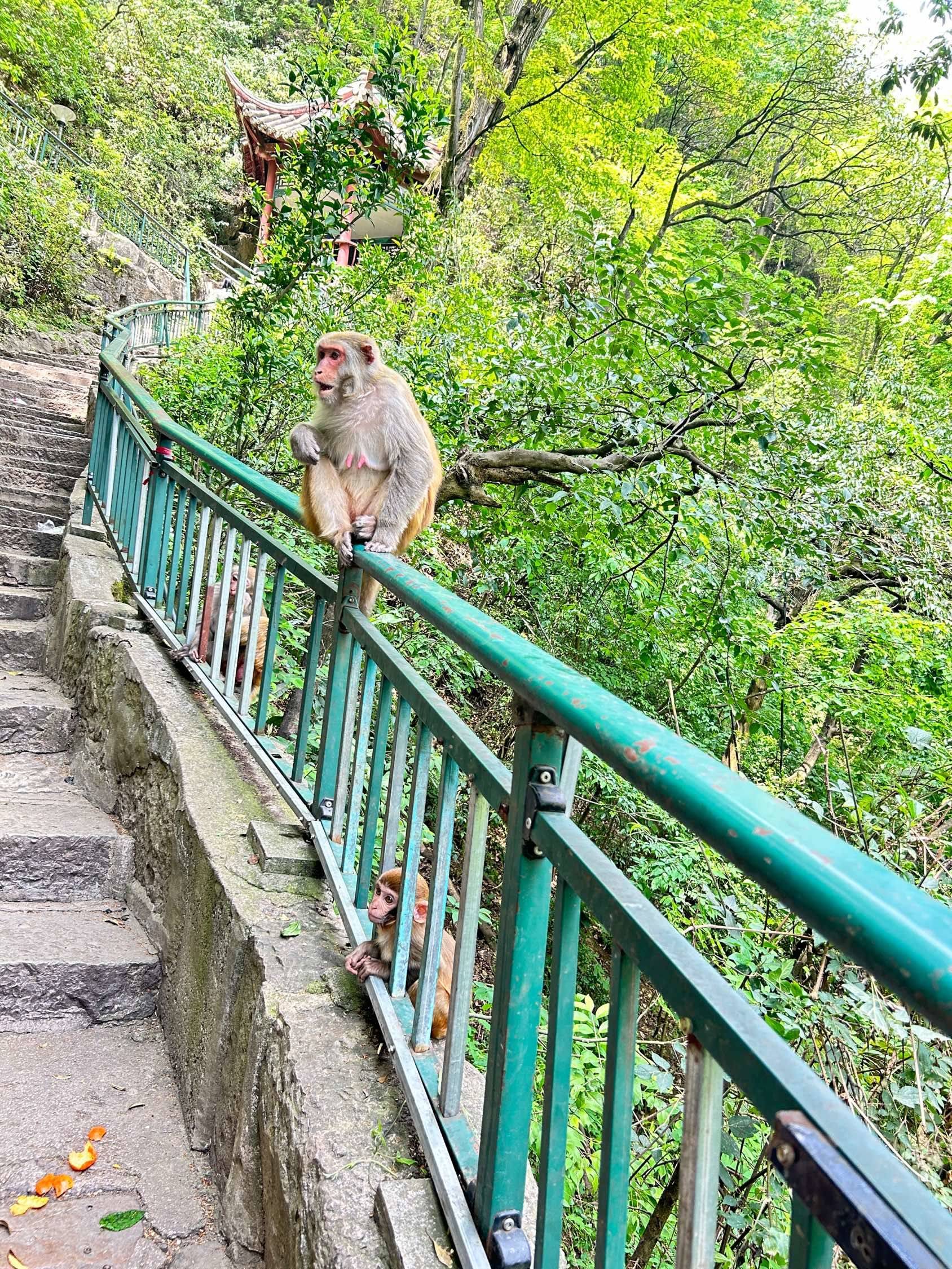 和猴子亲密接触_1
