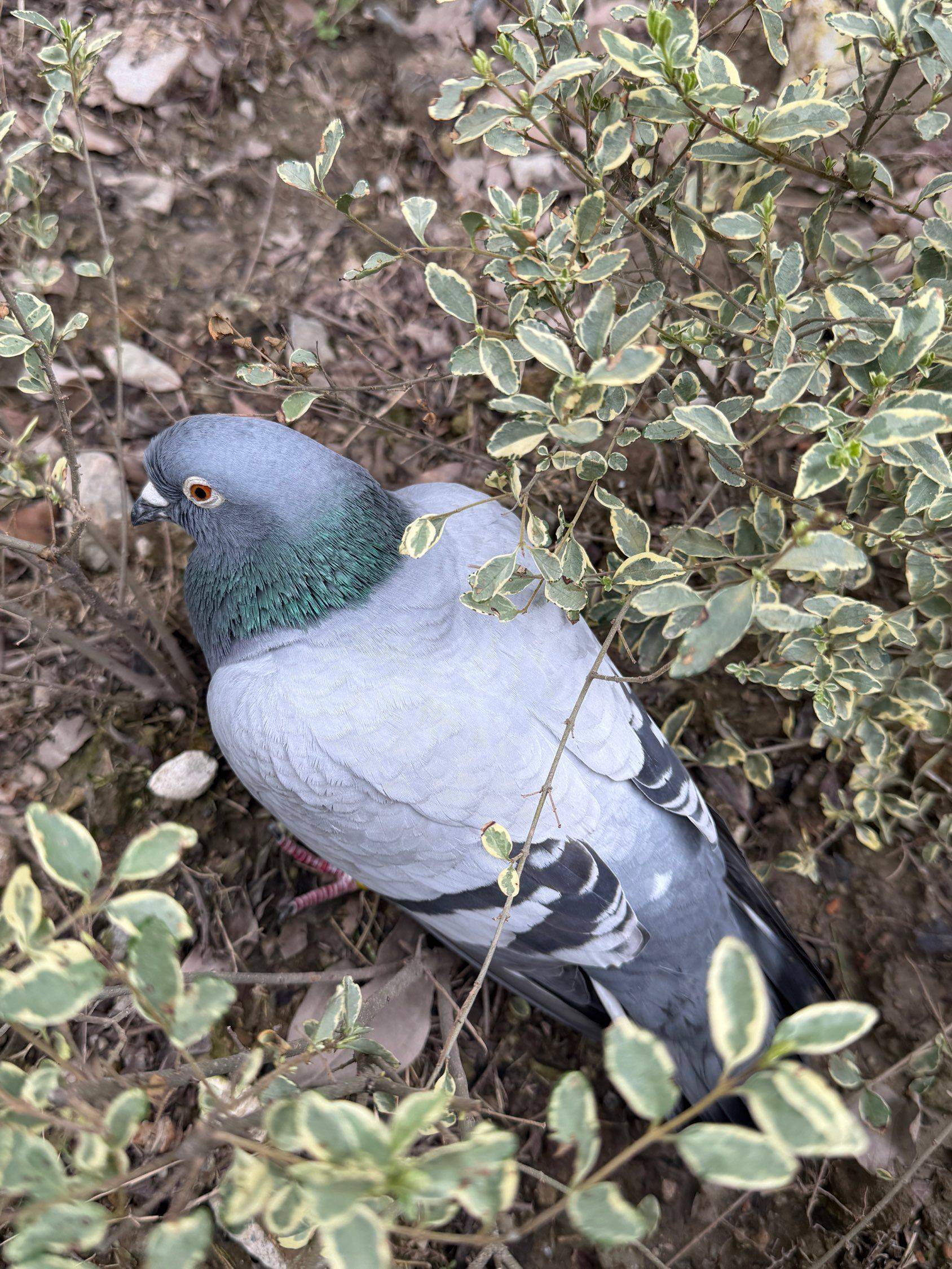 从天而降额鸽子寓意何为？
