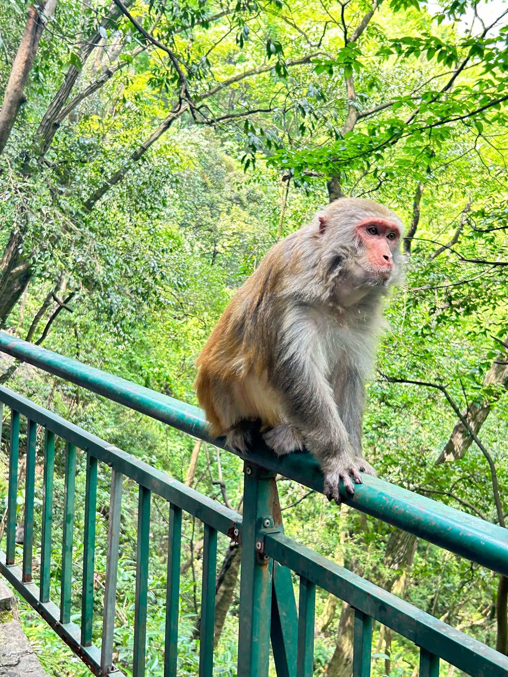 和猴子亲密接触_2