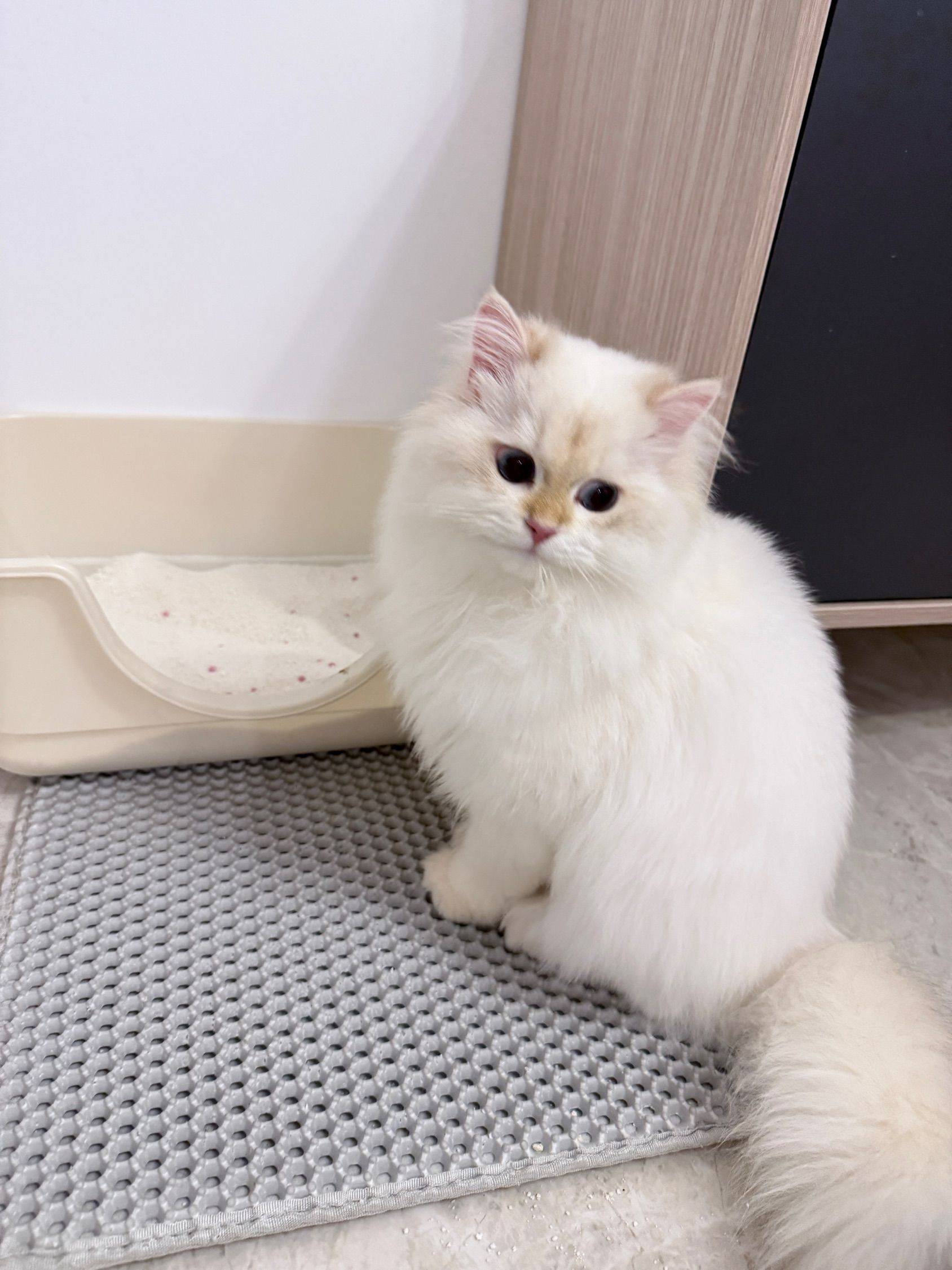 找金湾人才室友 女孩子 求