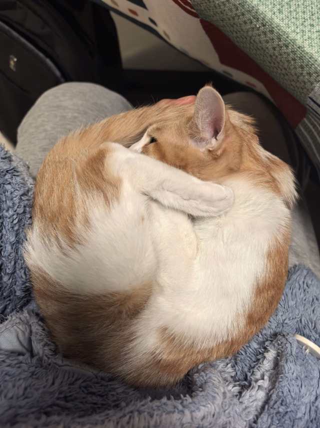 上海女王小咪找领养_2