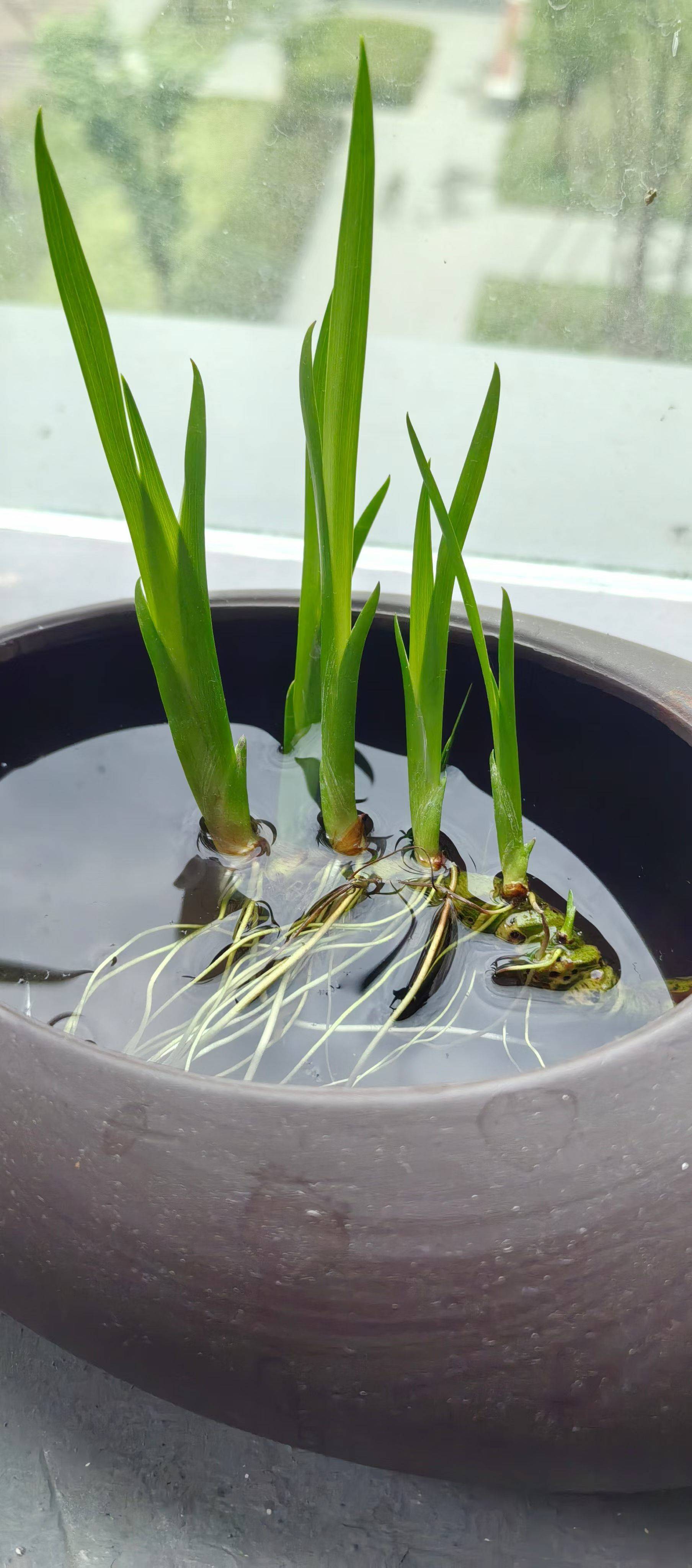  水培绿植     窗边小景 