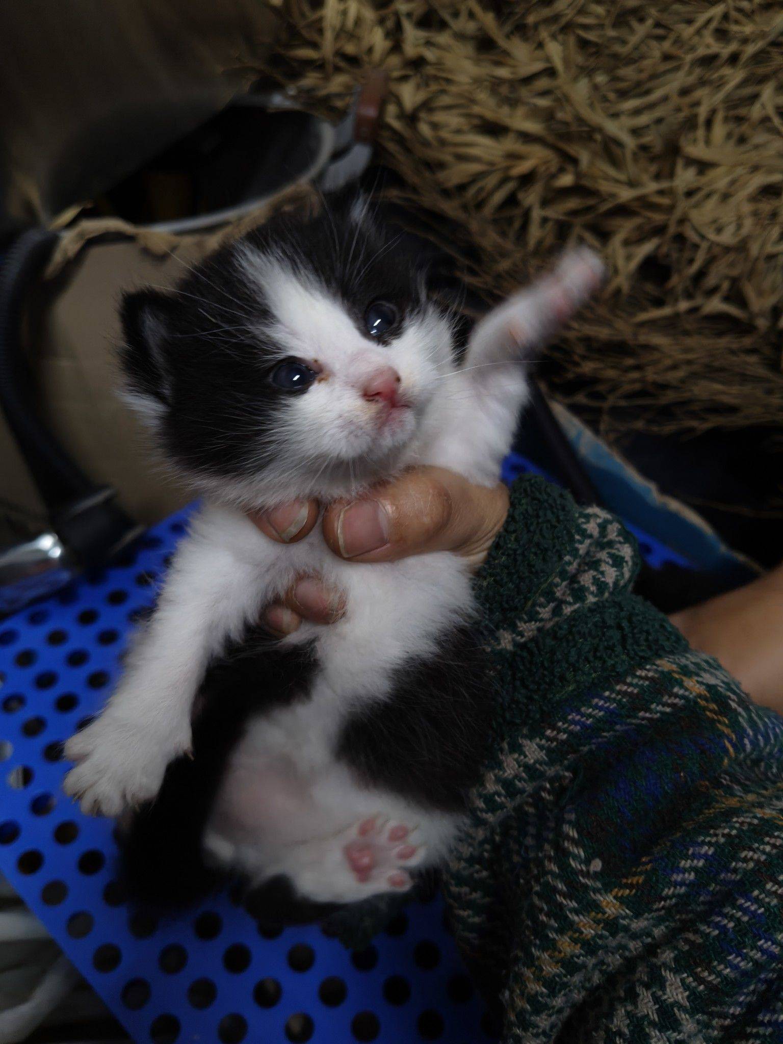 帮朋友家的4只小奶牛猫找主人 小奶猫_2