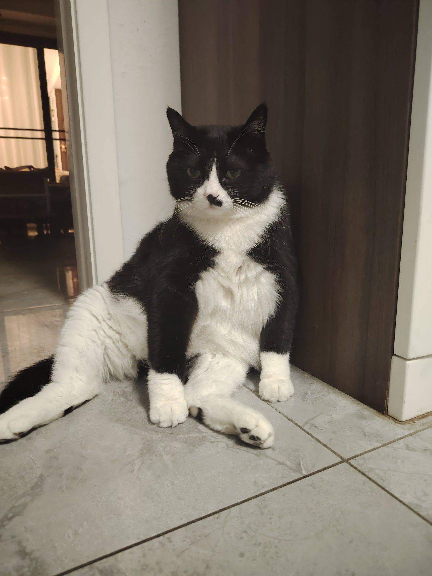  黑猫  坐姿  猫咪日常 