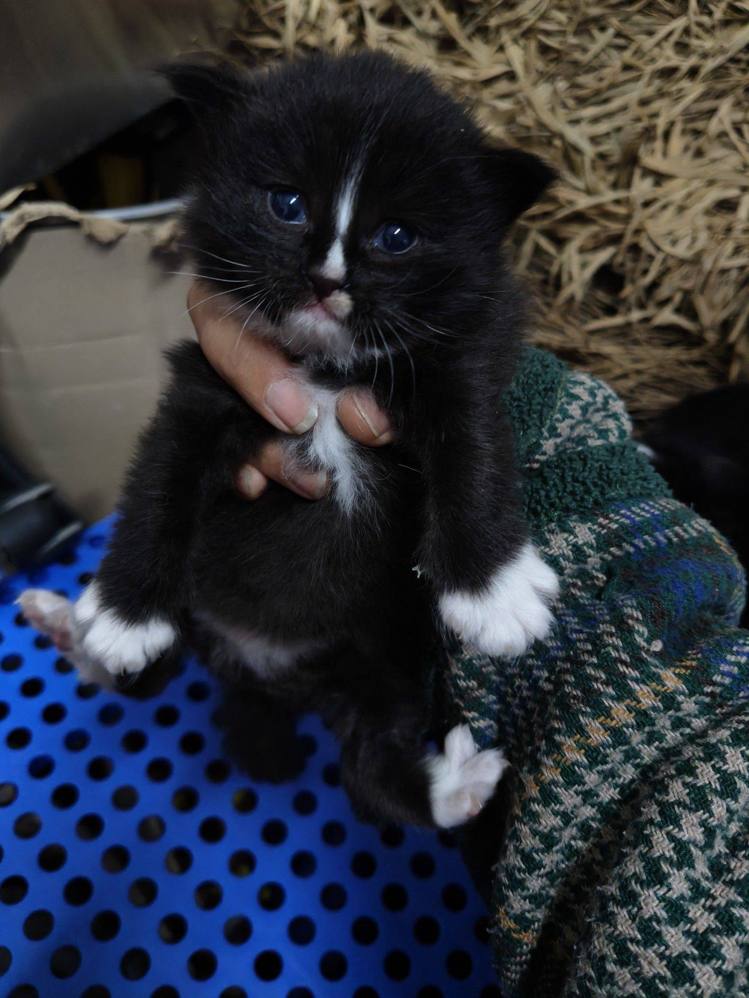 帮朋友家的4只小奶牛猫找主人 小奶猫_3