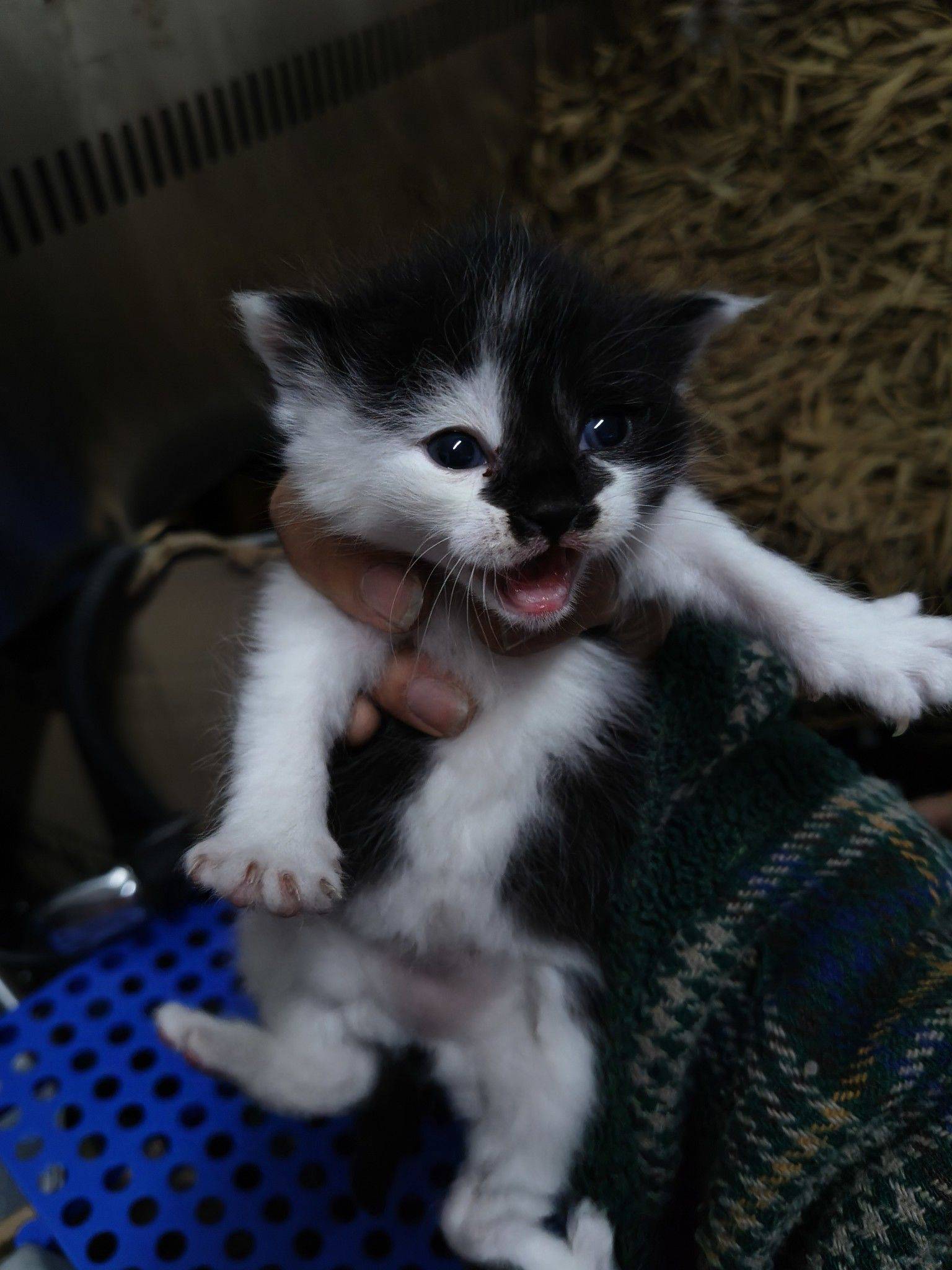 帮朋友家的4只小奶牛猫找主人 小奶猫