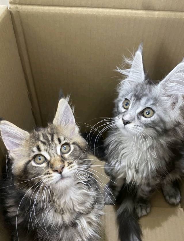 缅因猫弟弟因为家里面小动物太多养不过来了