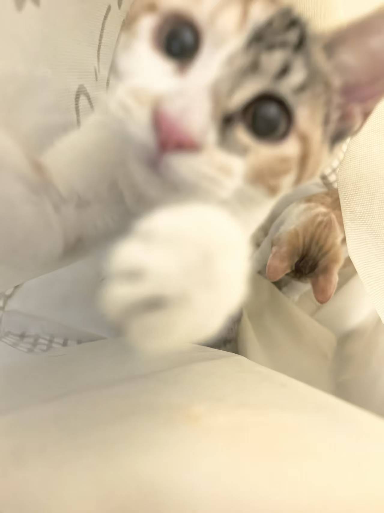 上海可爱宝贝找领养啦