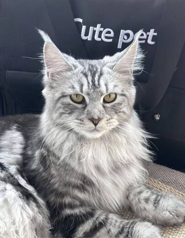 缅因猫弟弟因为家里面小动物太多养不过来了_1