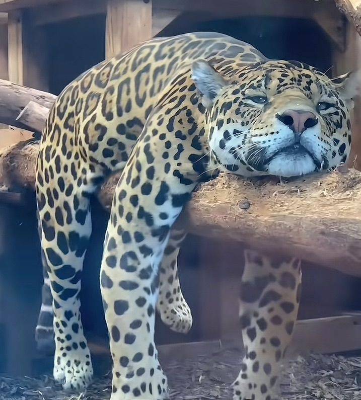 不想上班( ⌯' '⌯)💼只想吃肉肉 