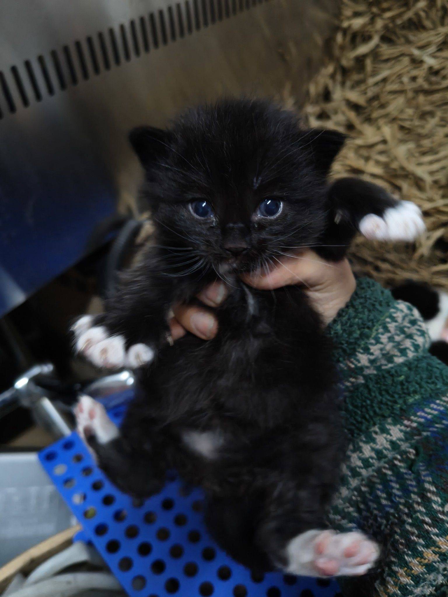 帮朋友家的4只小奶牛猫找主人 小奶猫_1